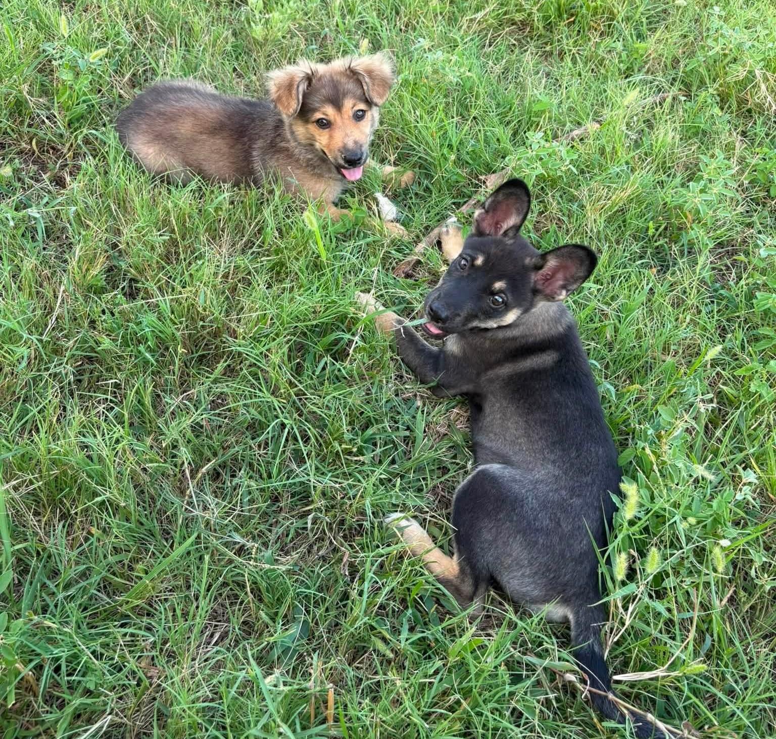 Enlarge Mars, a Adoptable mixed breed in Dallas, TX image 3/4
