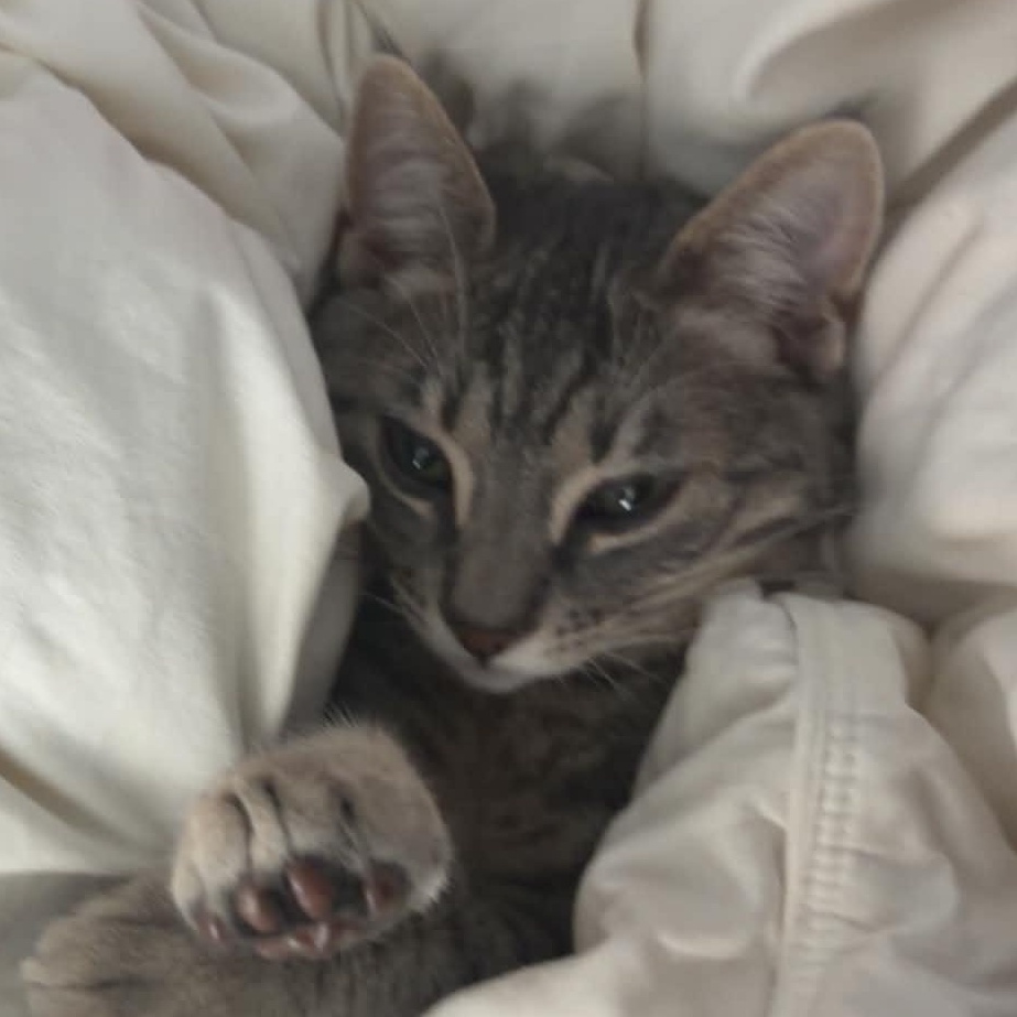 Enlarge Tambourine, a Adoptable Domestic Short Hair in San Luis Obispo, CA image 2/2