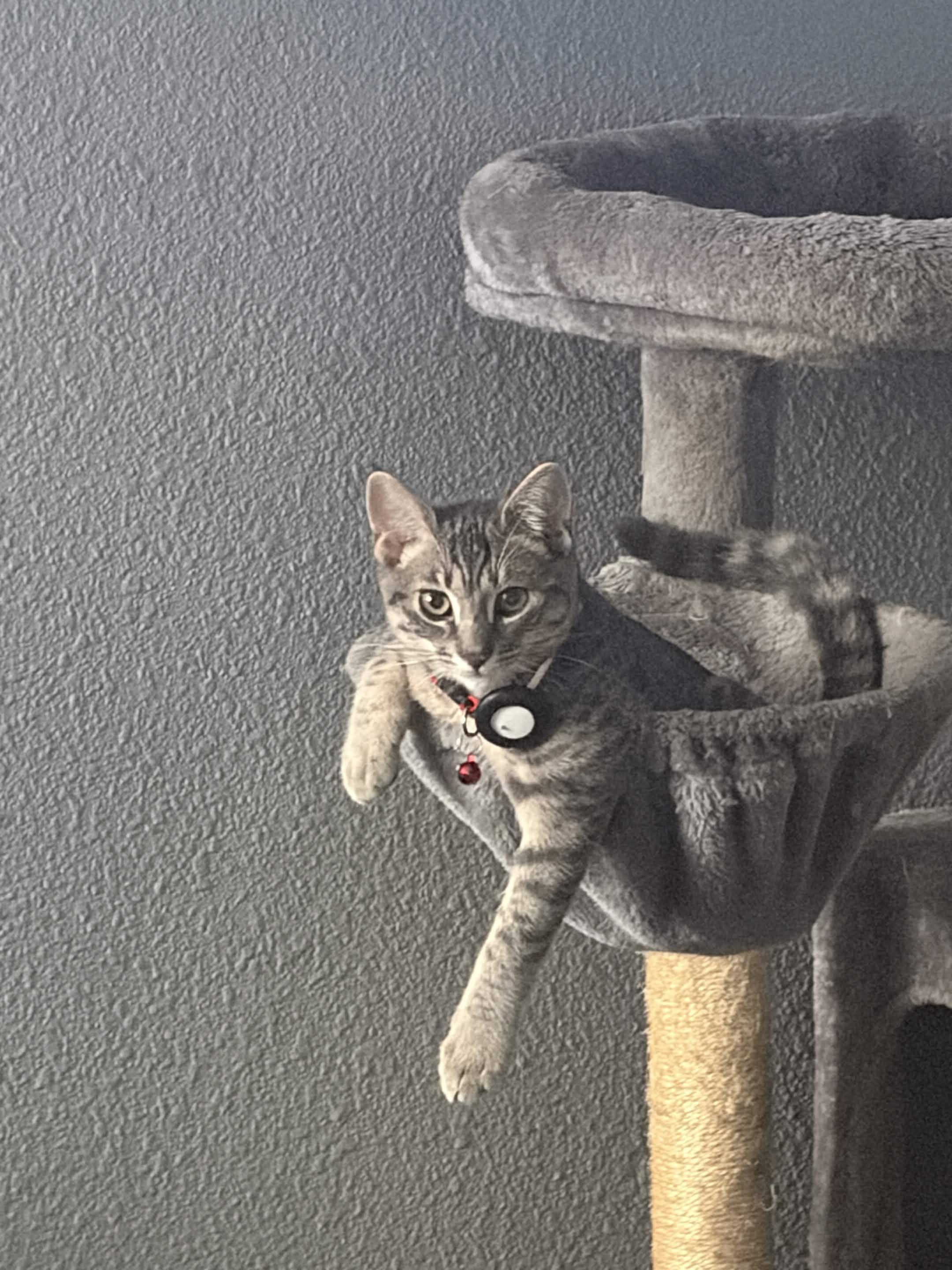 Enlarge Tambourine, a Adoptable Domestic Short Hair in San Luis Obispo, CA image 1/2