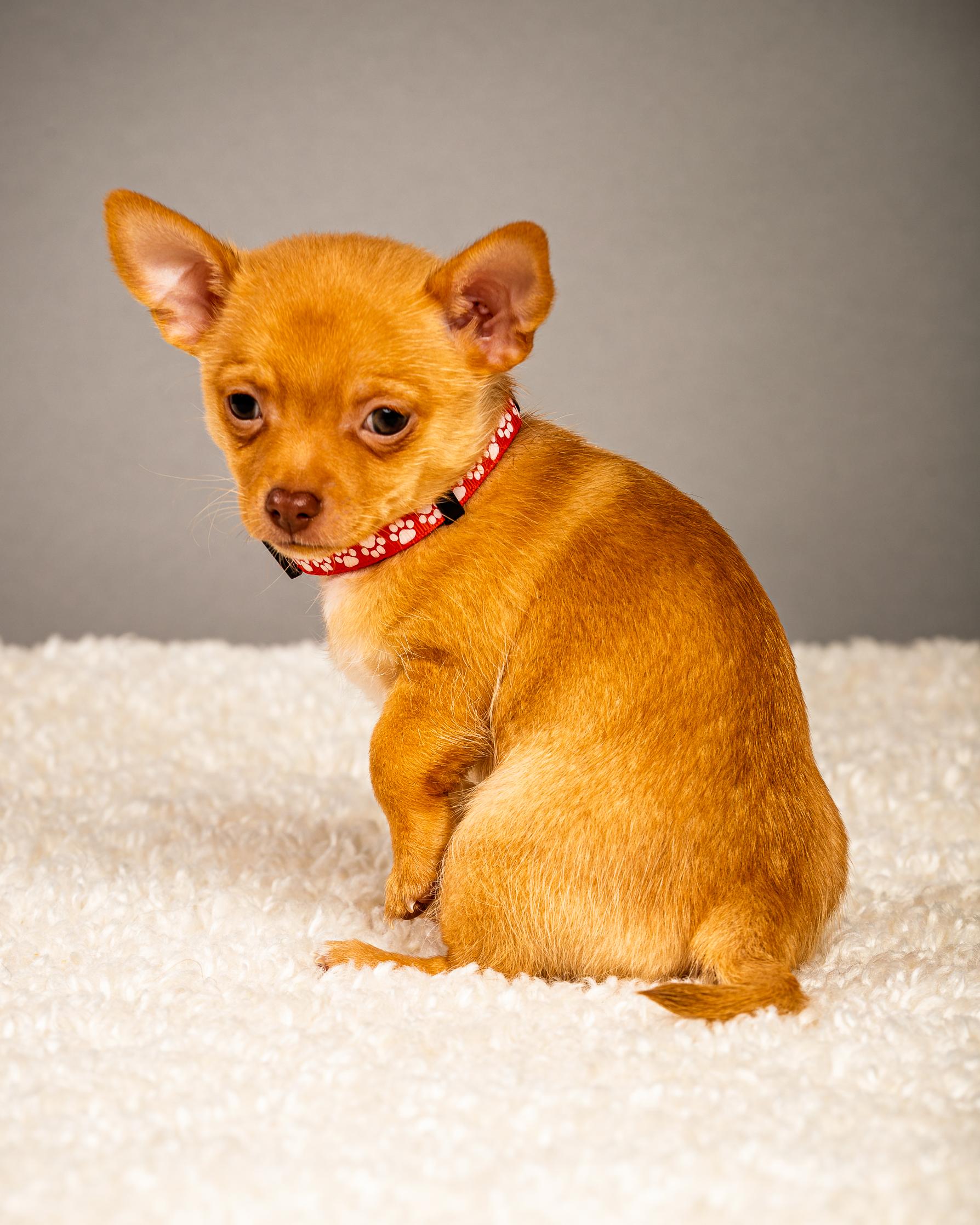 Enlarge Zuzu (female) - Puppy - Coming Late March, a ADOPTABLE Chihuahua in Plano, TX image 5/6