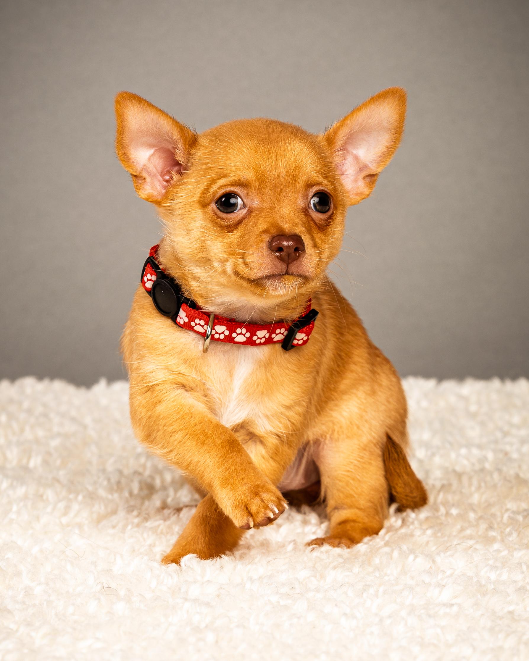 Enlarge Zuzu (female) - Puppy - Coming Late March, a ADOPTABLE Chihuahua in Plano, TX image 3/6