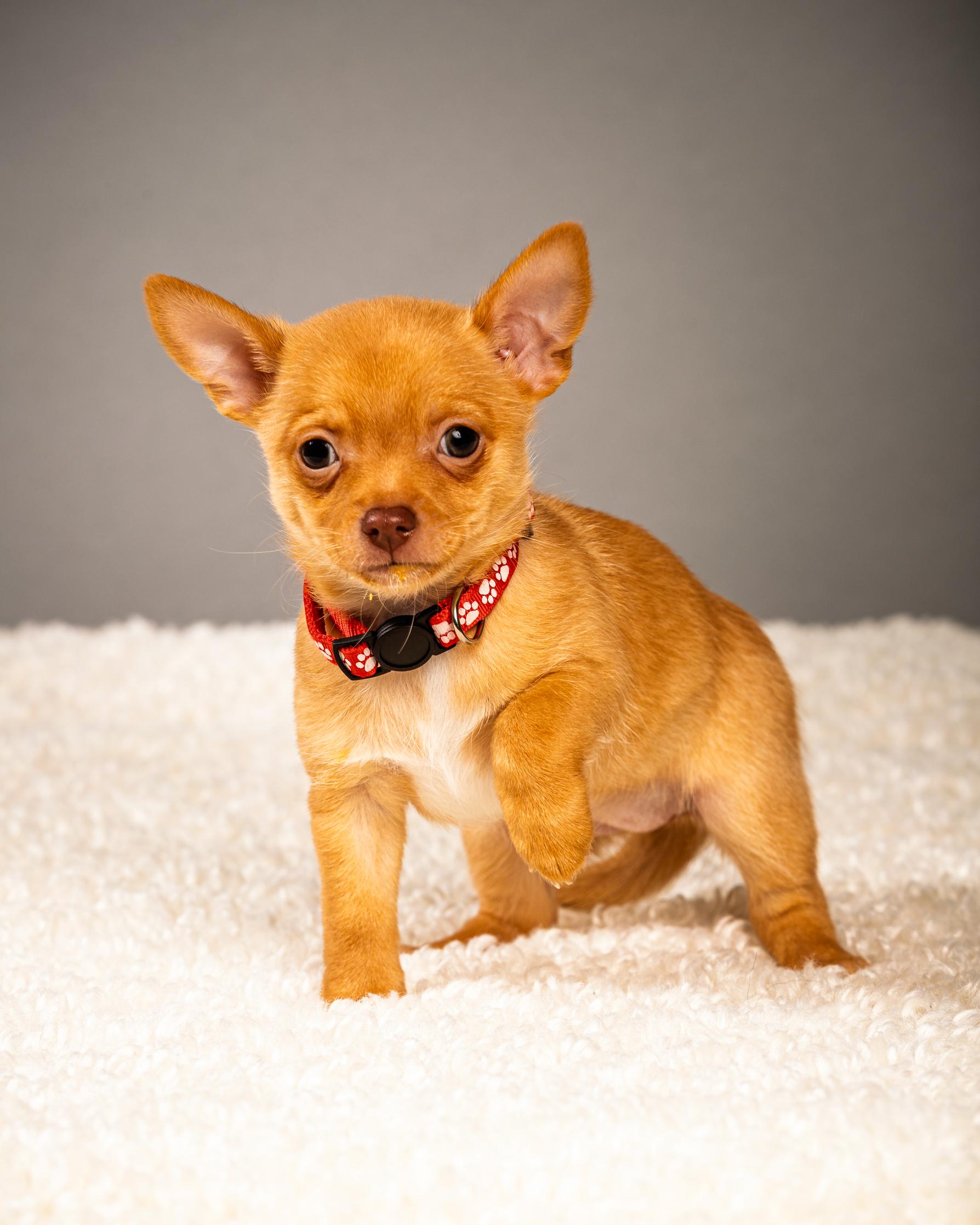 Enlarge Zuzu (female) - Puppy - Coming Late March, a ADOPTABLE Chihuahua in Plano, TX image 2/6