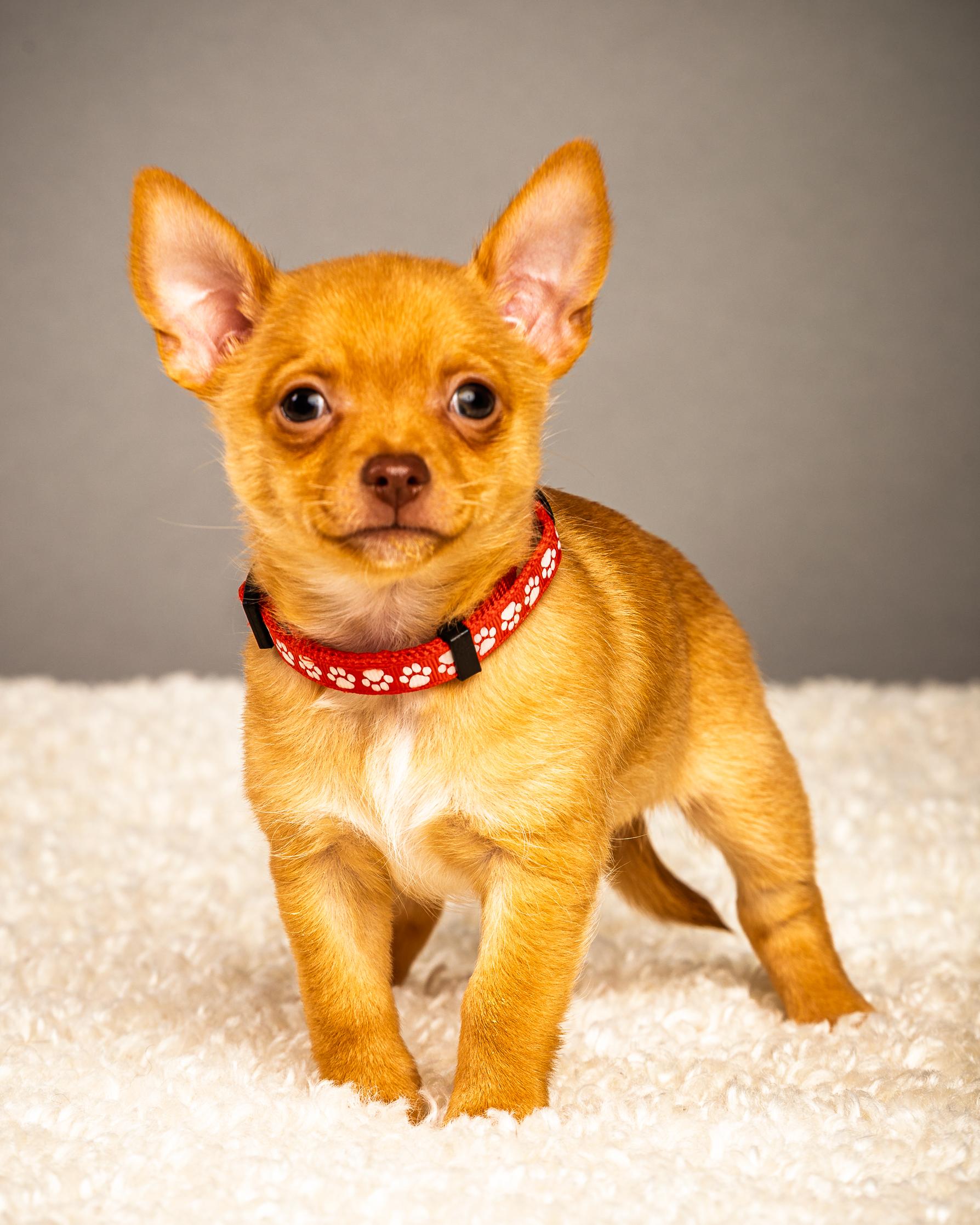 Enlarge Zuzu (female) - Puppy - Coming Late March, a ADOPTABLE Chihuahua in Plano, TX image 1/6