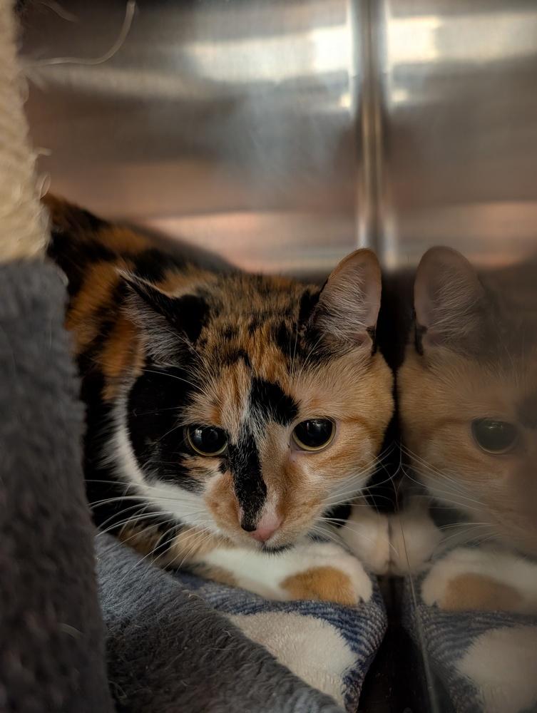 Enlarge Cali, a Adoptable mixed breed in Tucson, AZ image 1/2