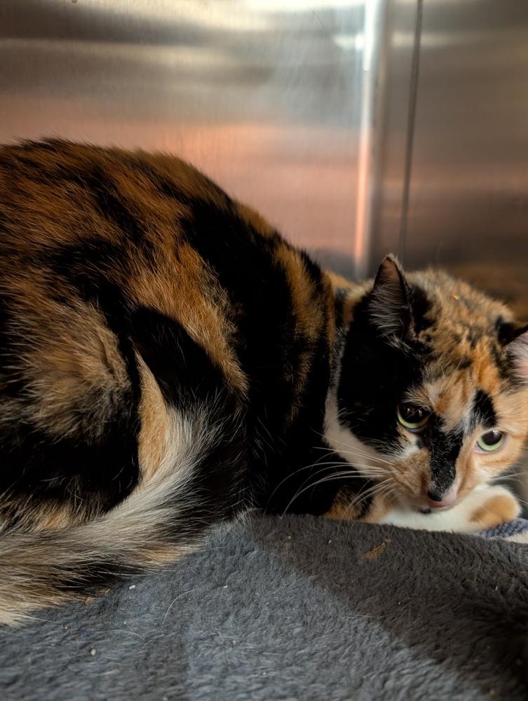 Enlarge Cali, a Adoptable mixed breed in Tucson, AZ image 2/2