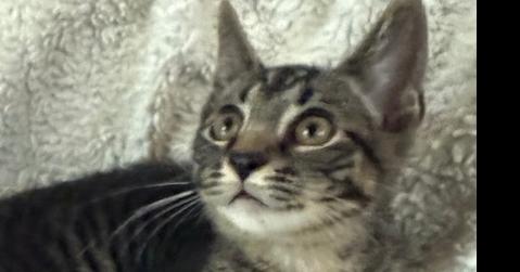 Striker, Adoptable, Kitten Male Tabby & Domestic Short Hair.