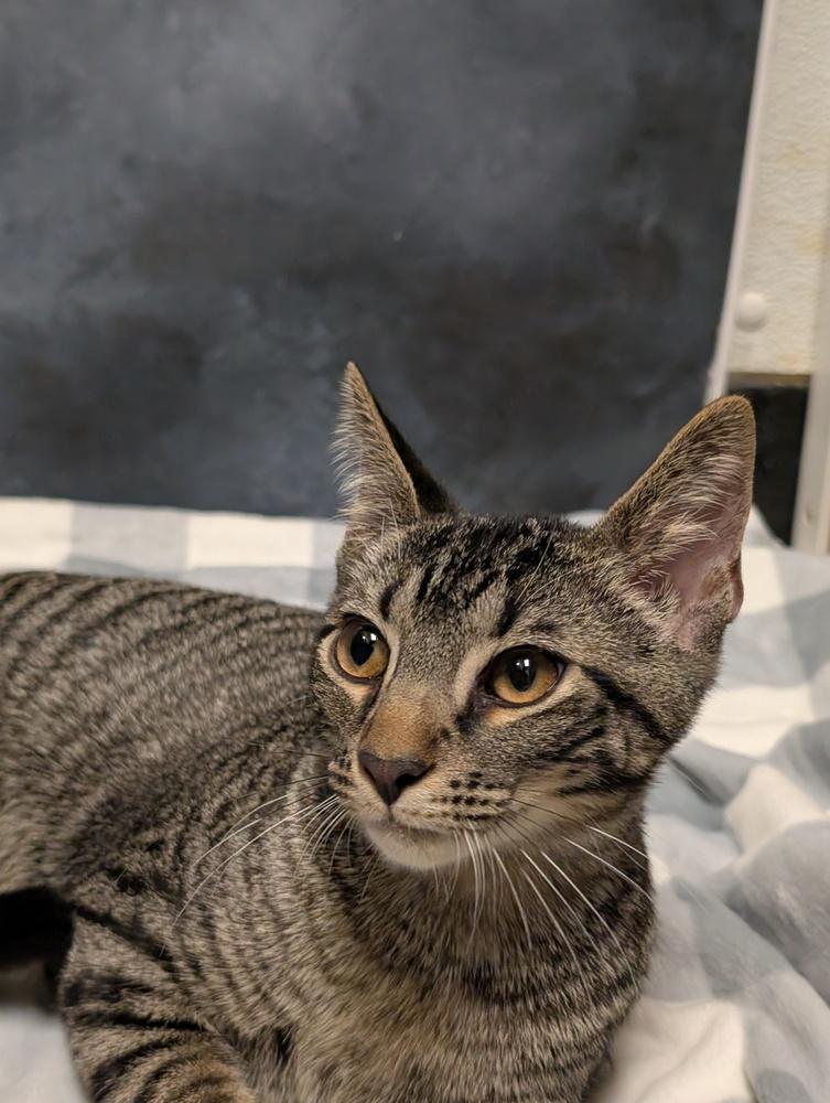 Enlarge Striker, a Adoptable mixed breed in Greensboro, NC image 2/4