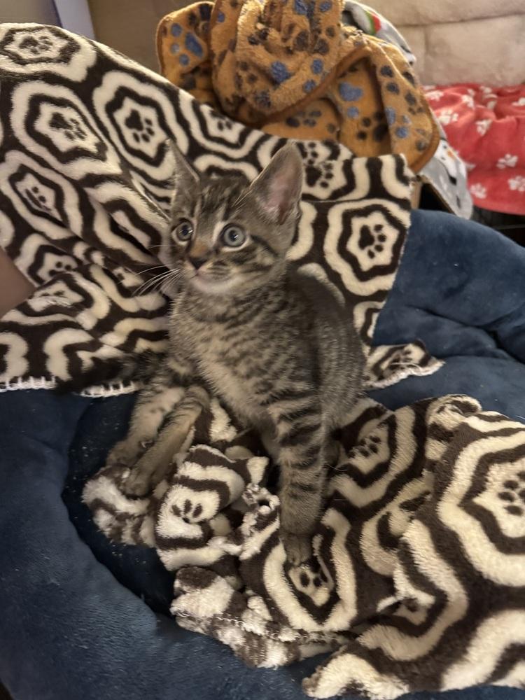 Enlarge Striker, a Adoptable mixed breed in Greensboro, NC image 3/4