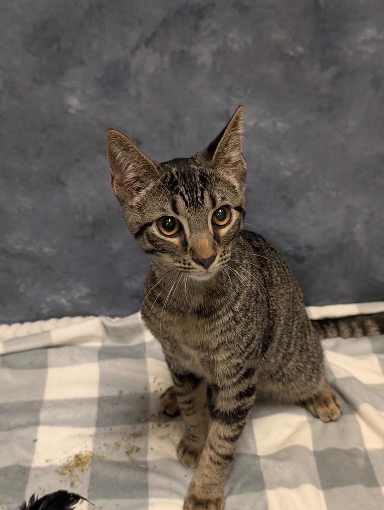 Enlarge Striker, a Adoptable mixed breed in Greensboro, NC image 4/4