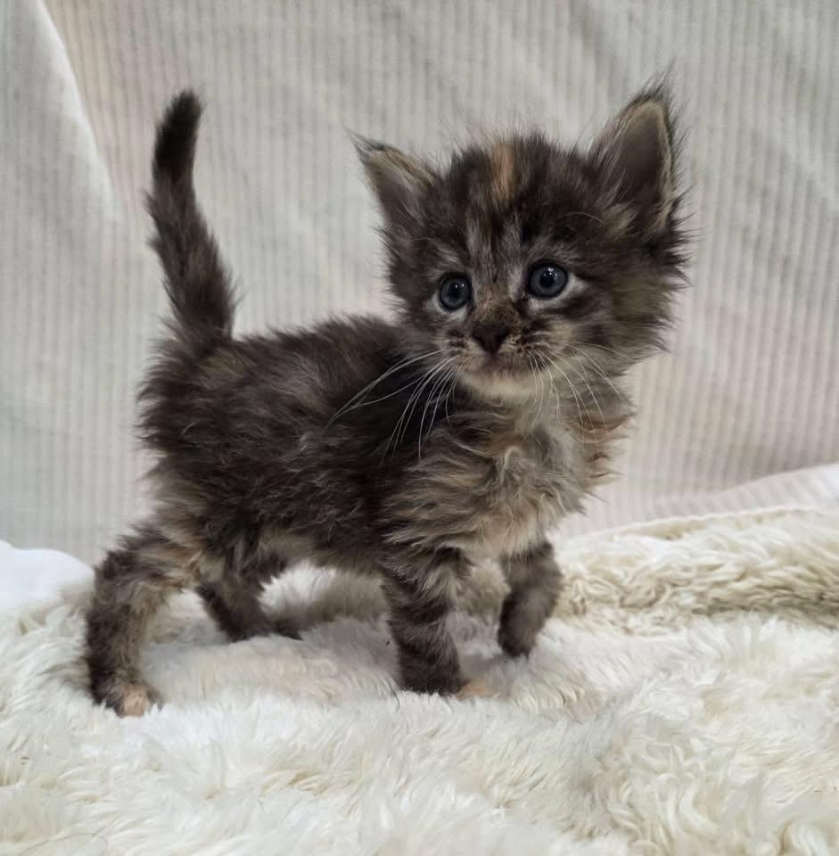 Enlarge Magnolia, a ADOPTABLE Domestic Short Hair in Columbia, MO image 3/3