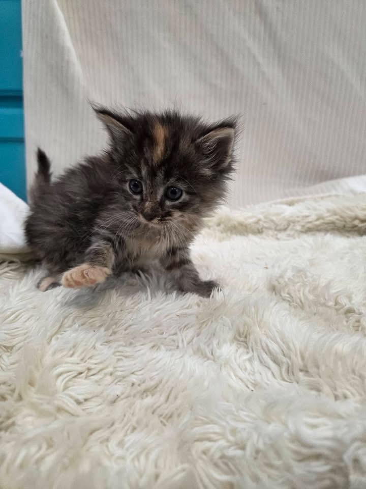 Magnolia, ADOPTABLE, Kitten Female Domestic Short Hair.