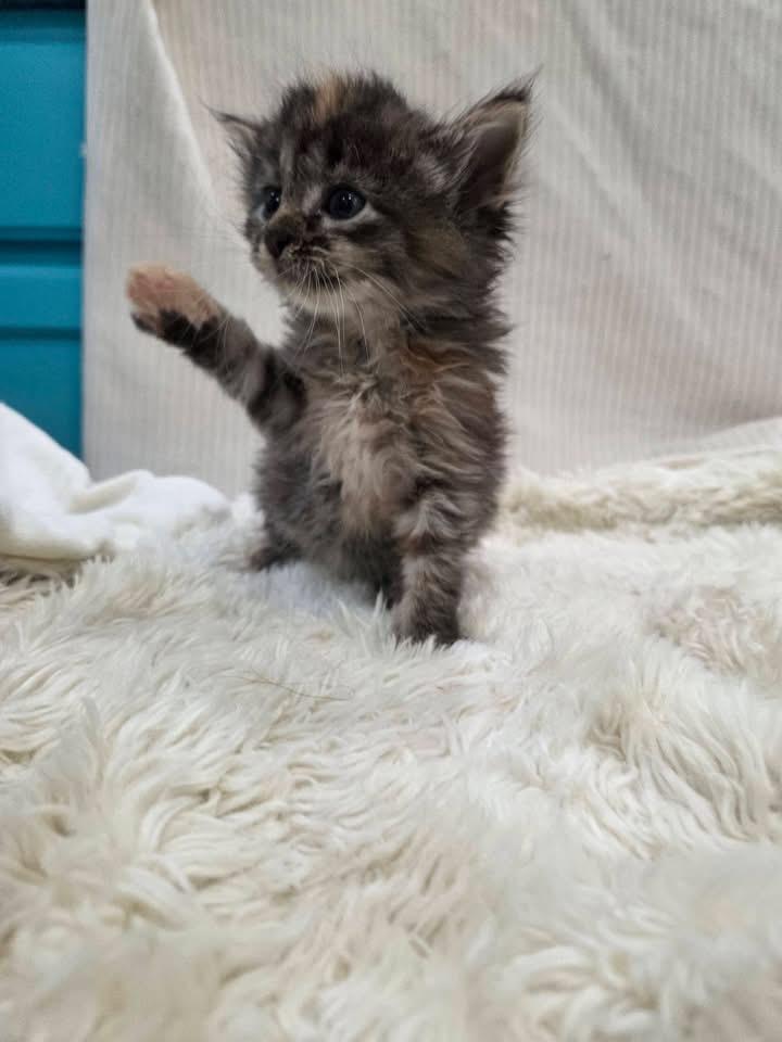 Enlarge Magnolia, a ADOPTABLE Domestic Short Hair in Columbia, MO image 2/3