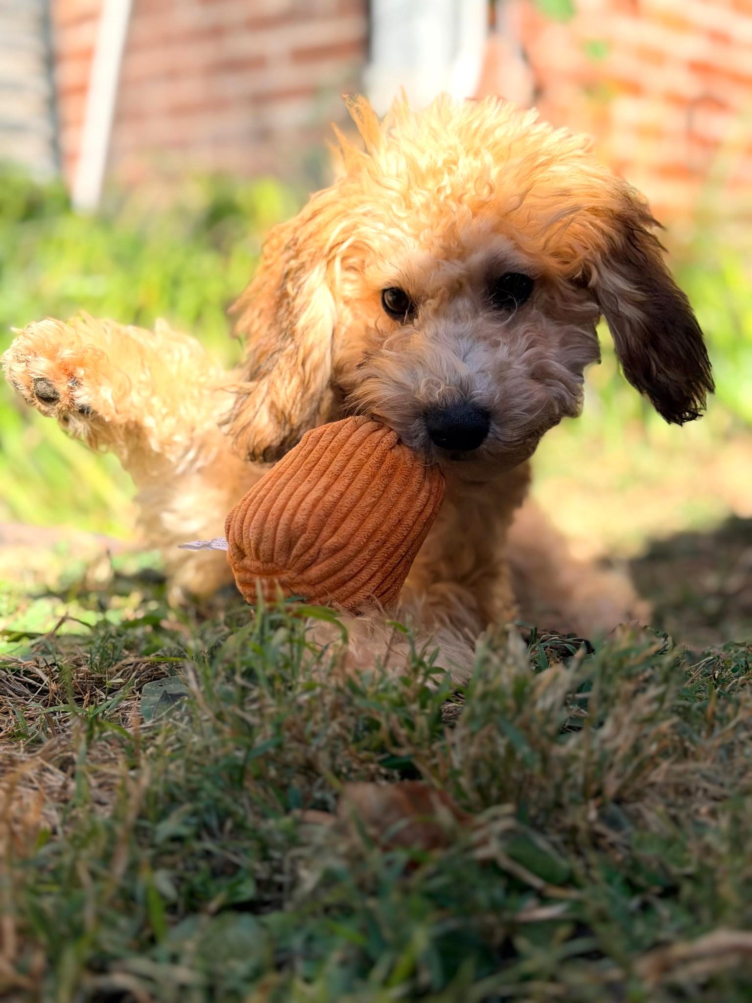 Enlarge Glenda-Not taking any more apps, a Adoptable Goldendoodle in Bridgeton, MO image 2/4