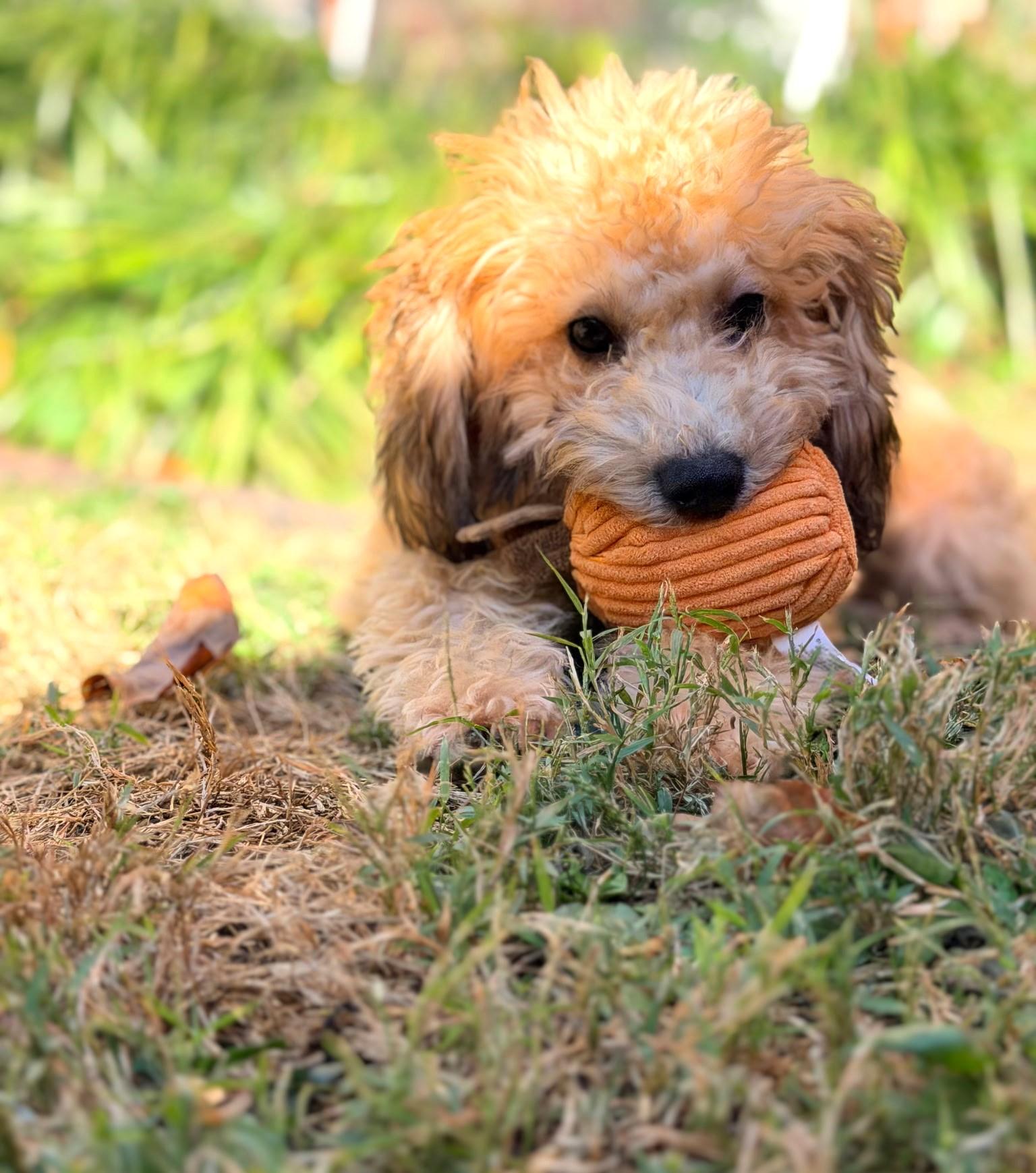 Glenda-Not taking any more apps, Adoptable, Puppy Female Goldendoodle.