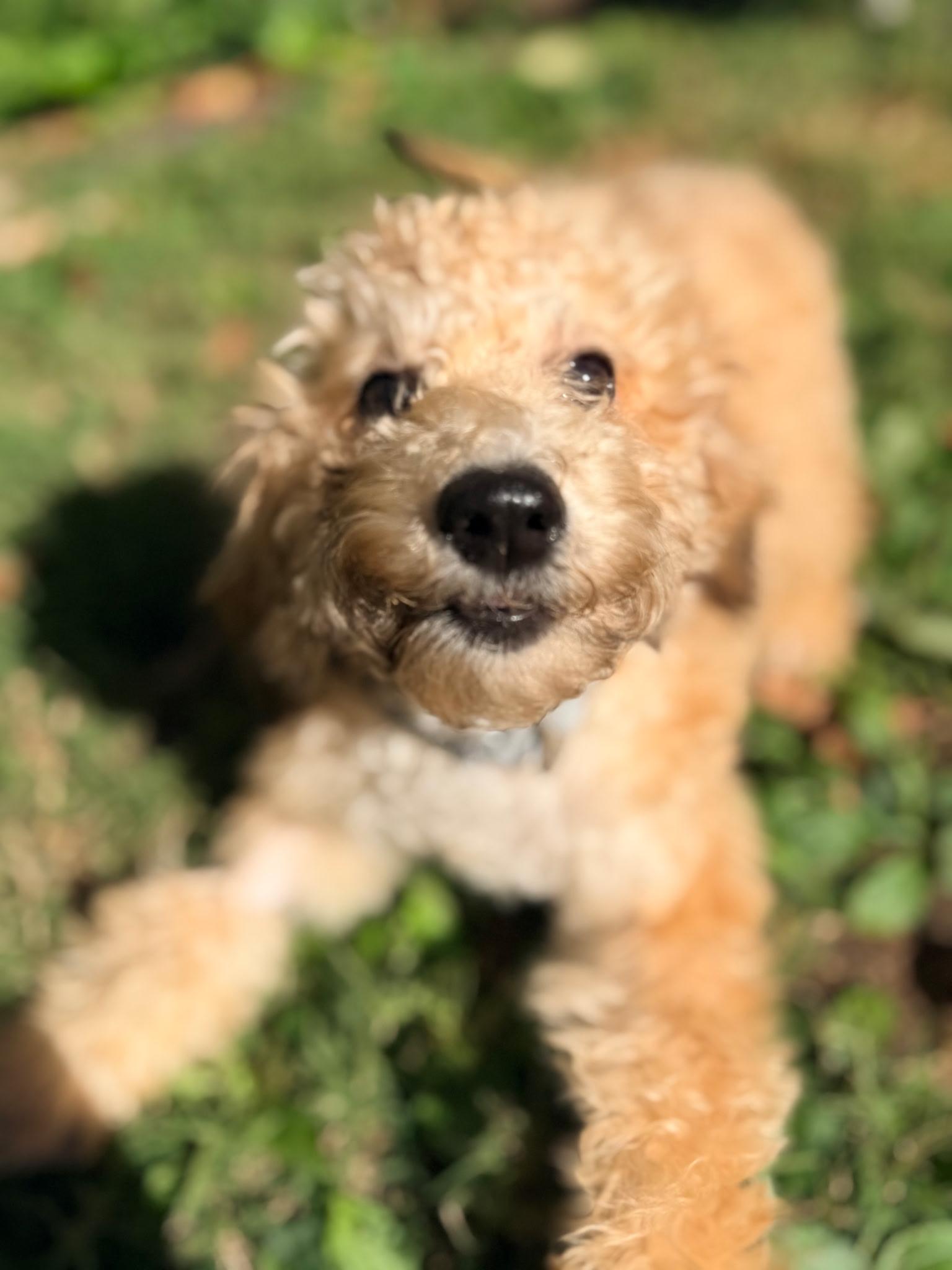 Enlarge Glenda-Not taking any more apps, a Adoptable Goldendoodle in Bridgeton, MO image 4/4