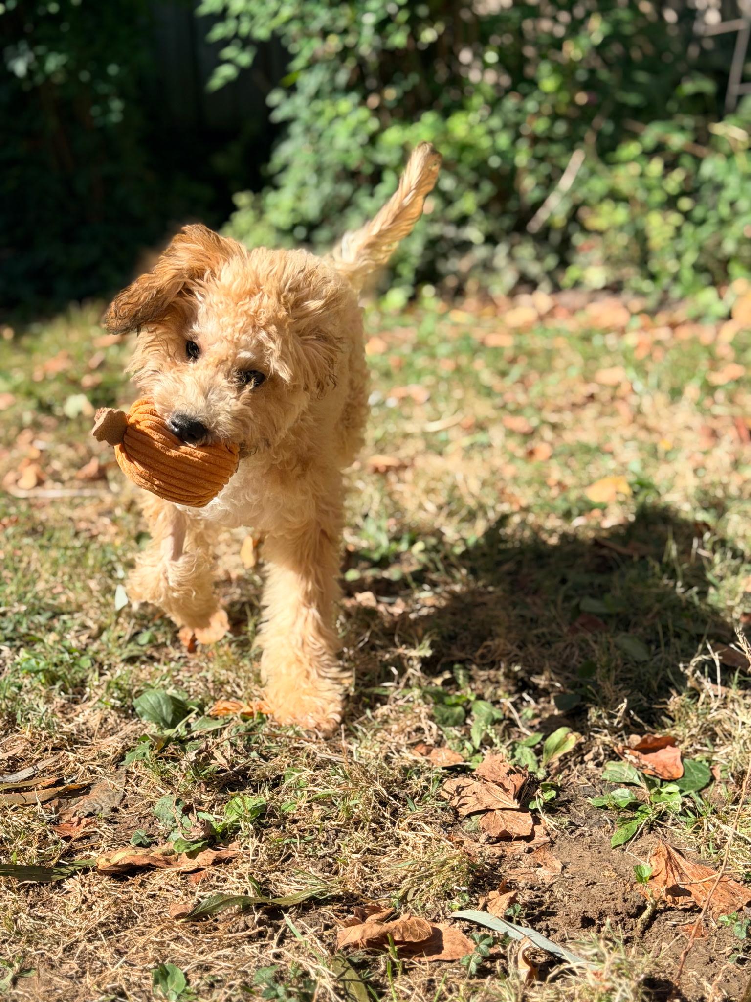 Enlarge Glenda-Not taking any more apps, a Adoptable Goldendoodle in Bridgeton, MO image 3/4