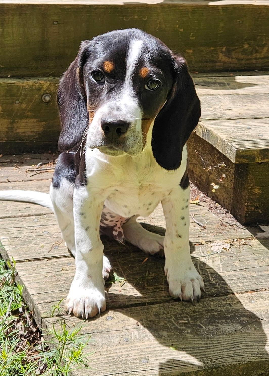 Benson, Adopted, Young Male Beagle & Bluetick Coonhound.