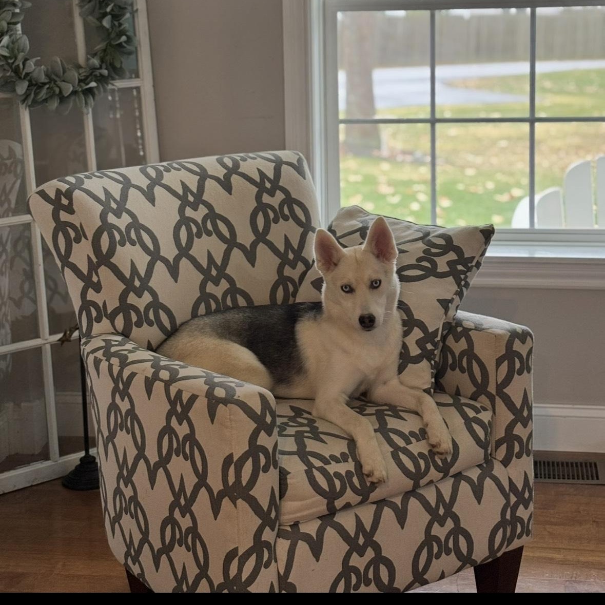 Enlarge Bella is in Maine COURTESY CROSS POST, a ADOPTABLE mixed breed in Scarborough, ME image 2/4