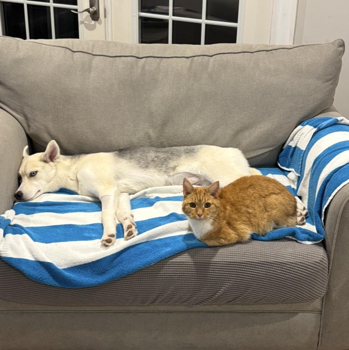 Enlarge Bella is in Maine COURTESY CROSS POST, a ADOPTABLE mixed breed in Scarborough, ME image 3/4