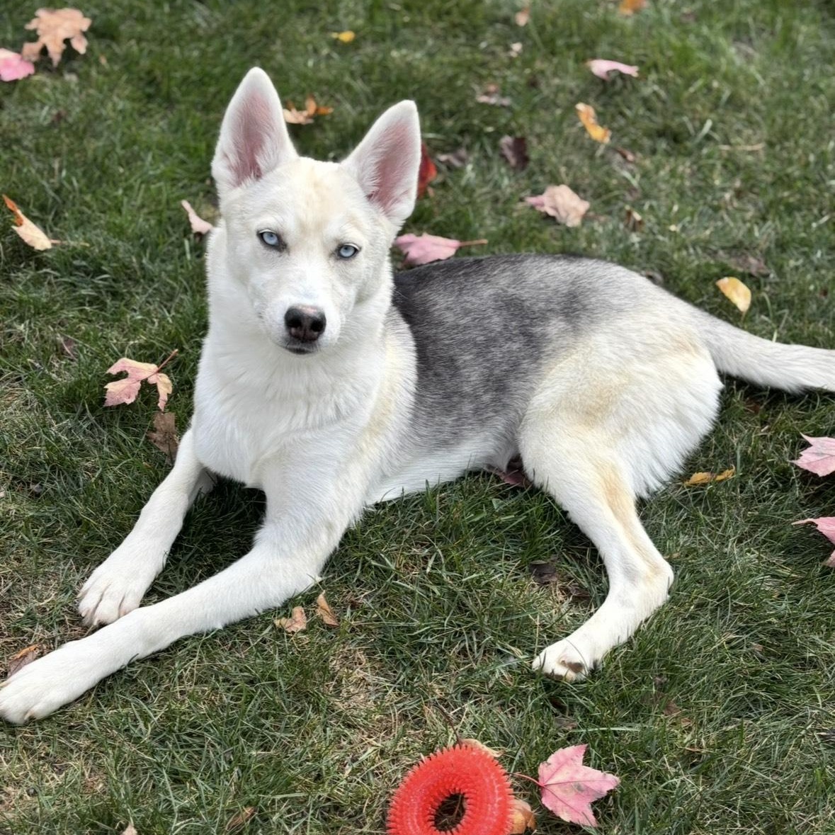 Enlarge Bella is in Maine COURTESY CROSS POST, a ADOPTABLE mixed breed in Scarborough, ME image 1/4