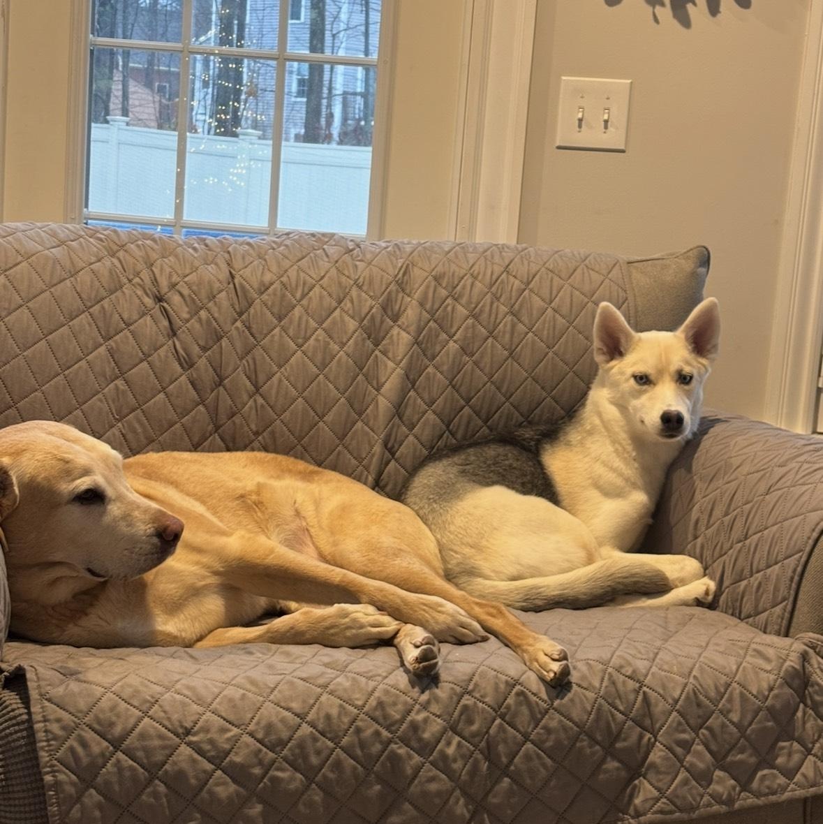 Enlarge Bella is in Maine COURTESY CROSS POST, a ADOPTABLE mixed breed in Scarborough, ME image 4/4