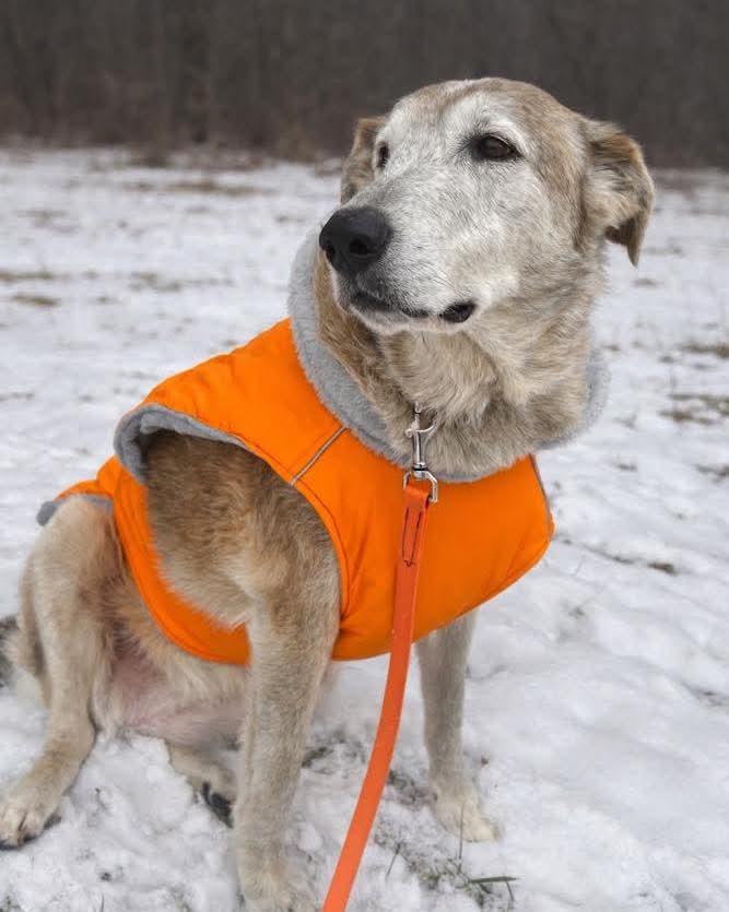 Sassy, ADOPTABLE, Adult Female Labrador Retriever.