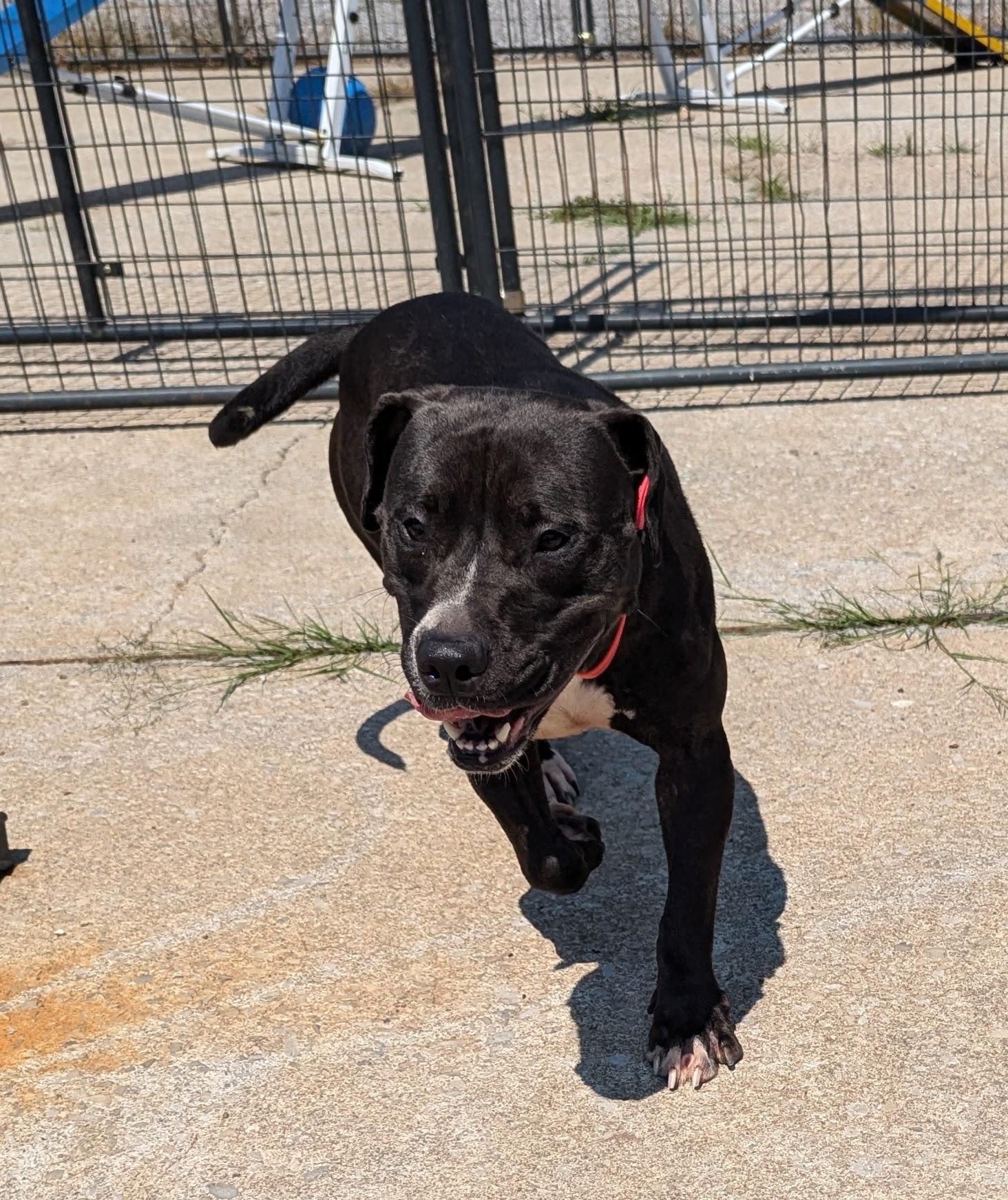 Enlarge Nicole, a Adoptable mixed breed in PHILADELPHIA, TN image 1/1