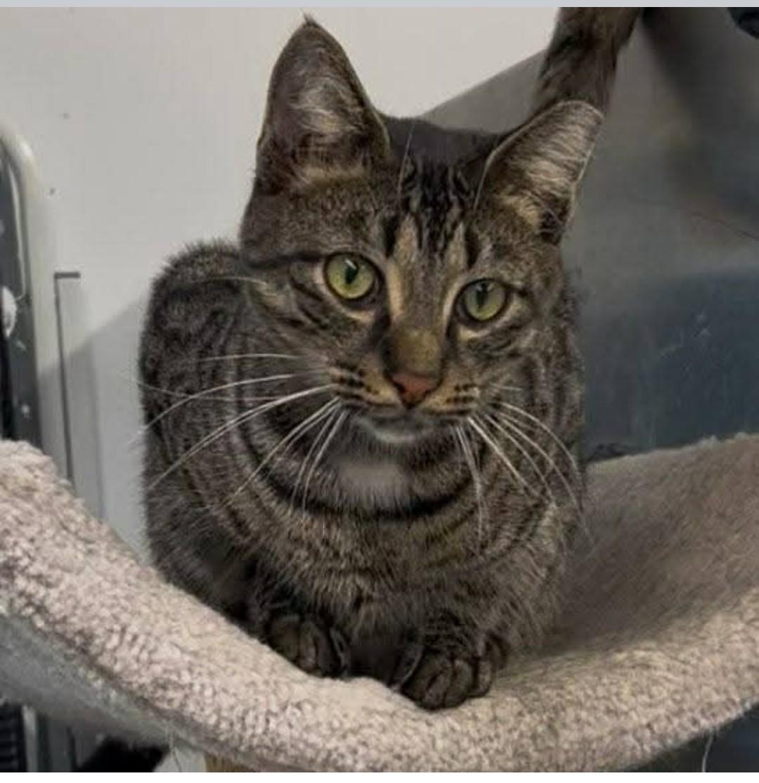 Enlarge Harley, a Adoptable mixed breed in Brighton, MI image 4/5