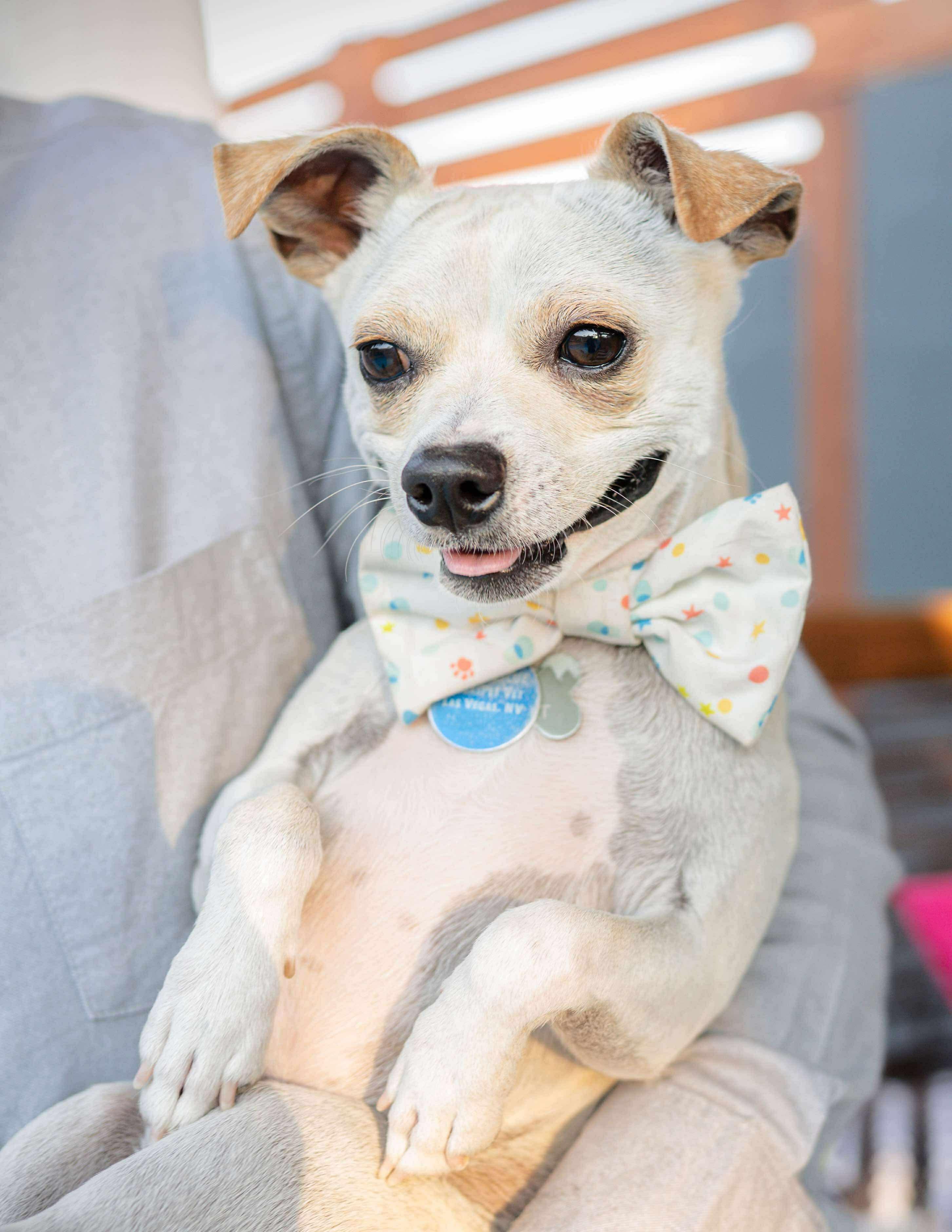 Nugget, adoptable, Young Male Chihuahua.