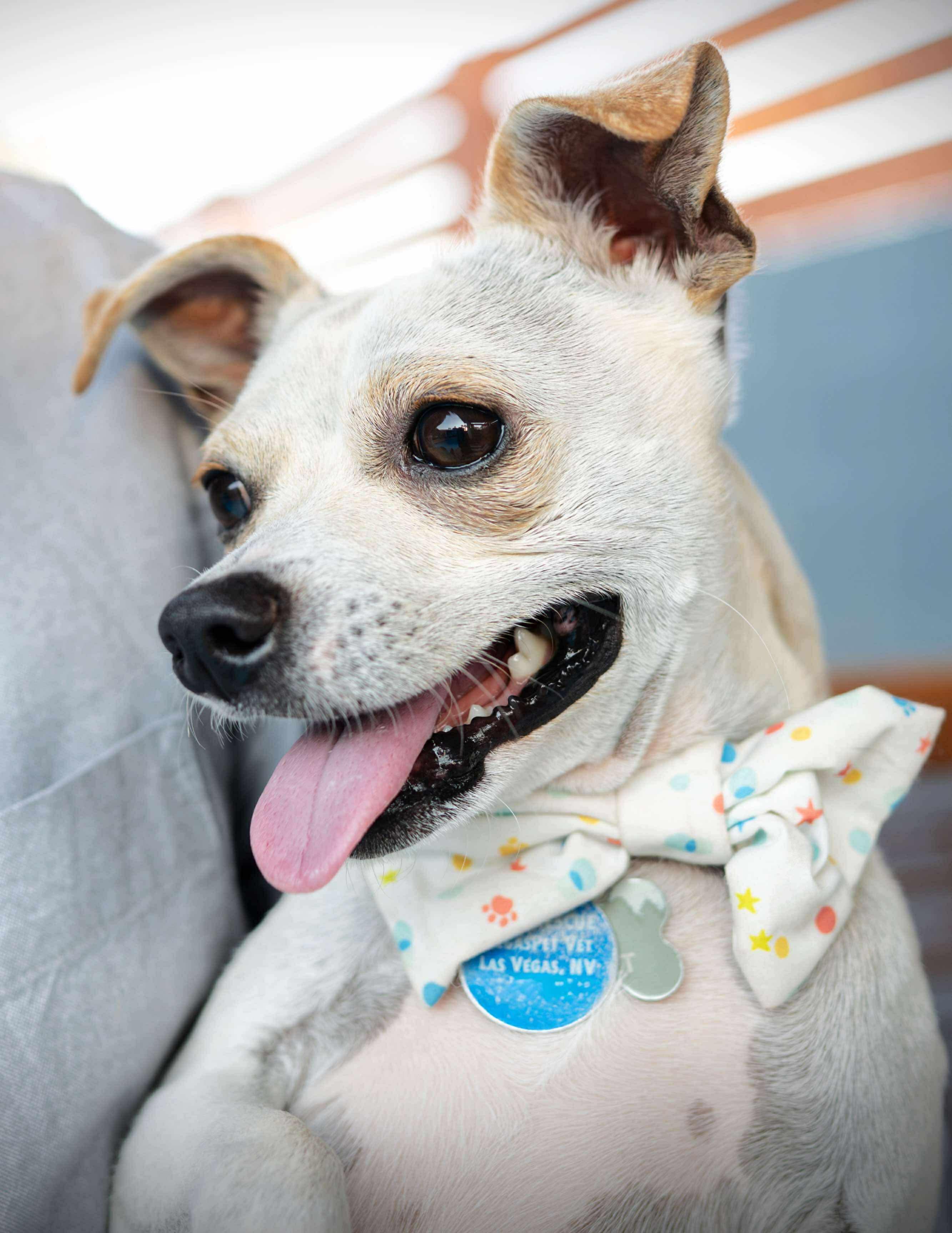 Nugget, an adoptable Chihuahua in Las Vegas, NV image 2/5