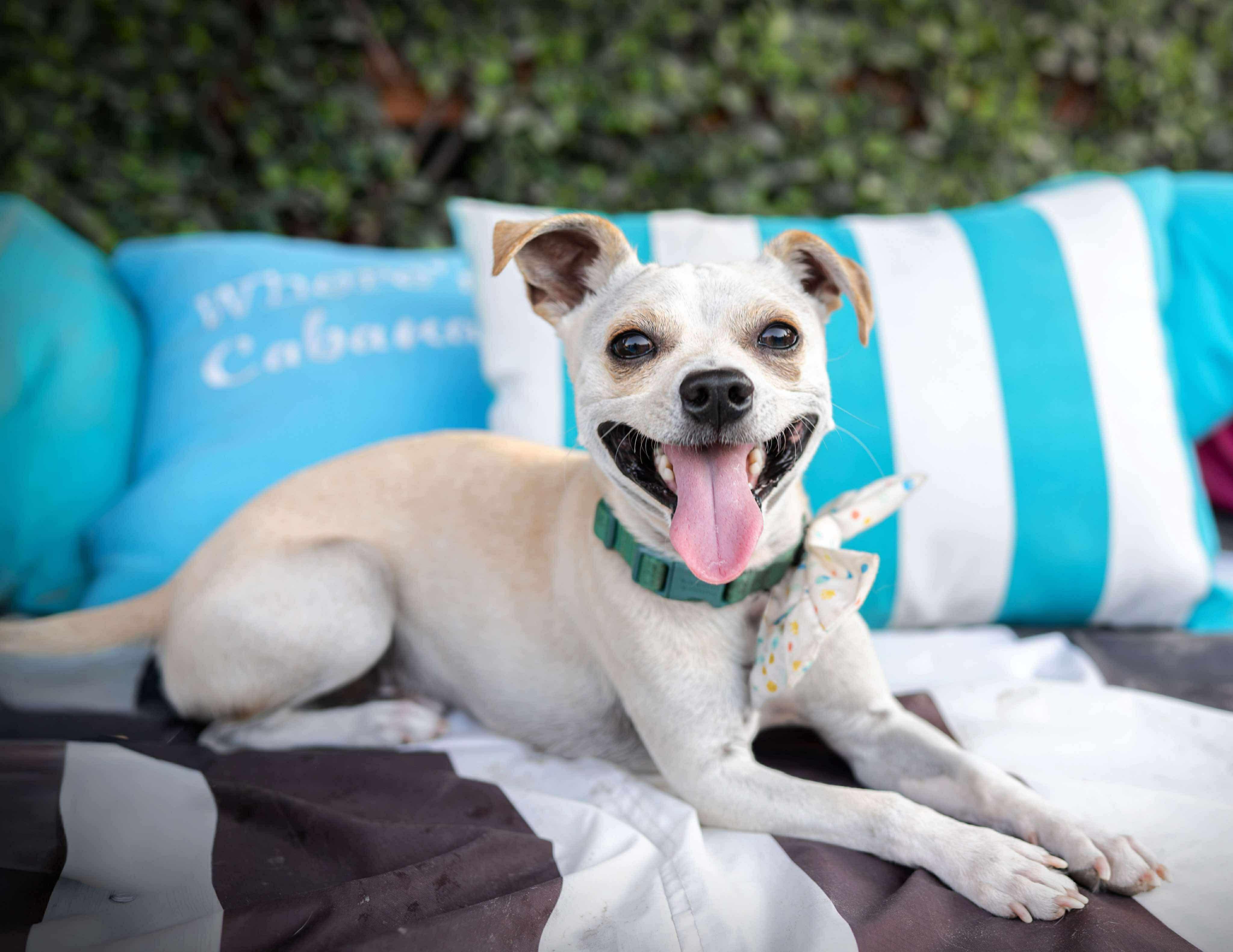 Nugget, an adoptable Chihuahua in Las Vegas, NV image 3/5