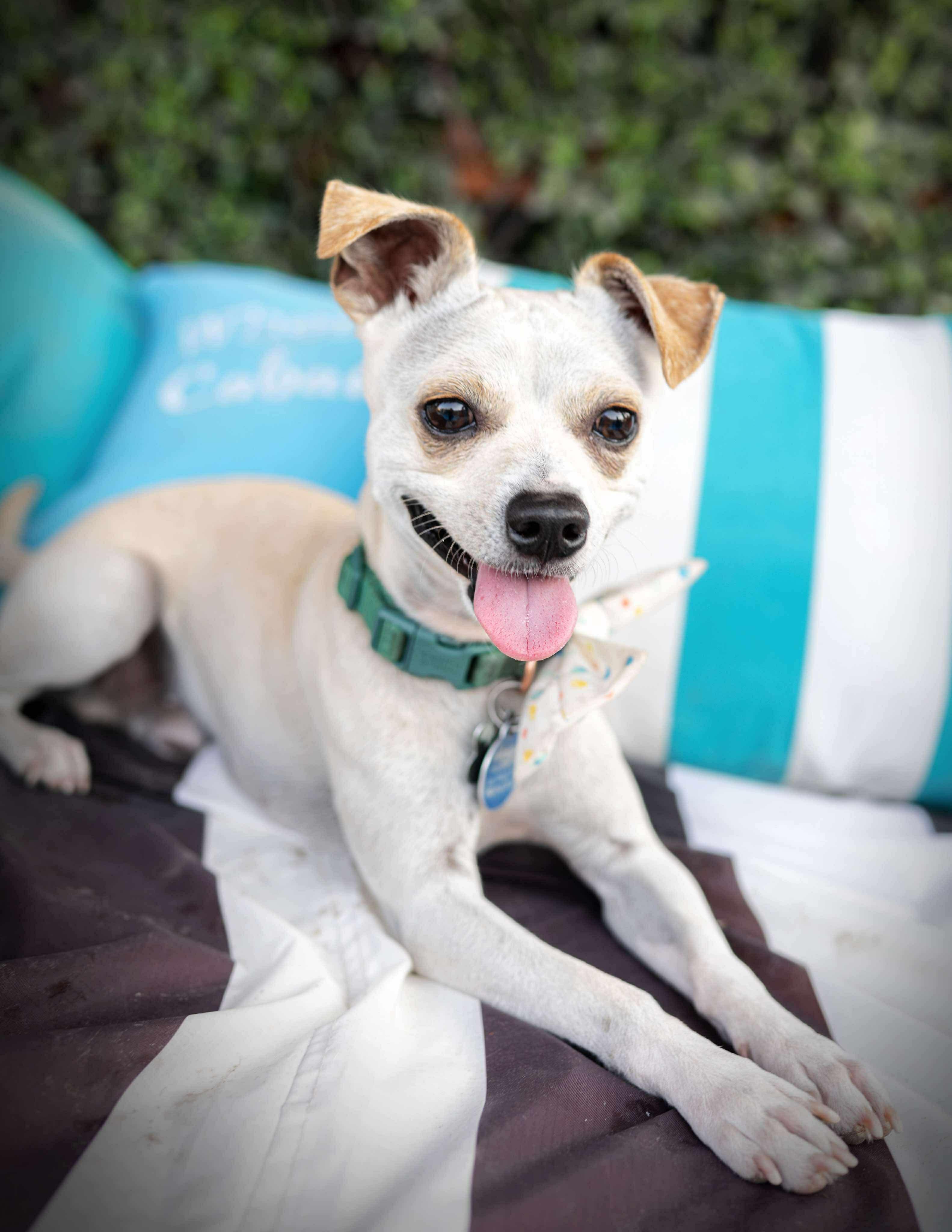 Nugget, an adoptable Chihuahua in Las Vegas, NV image 4/5