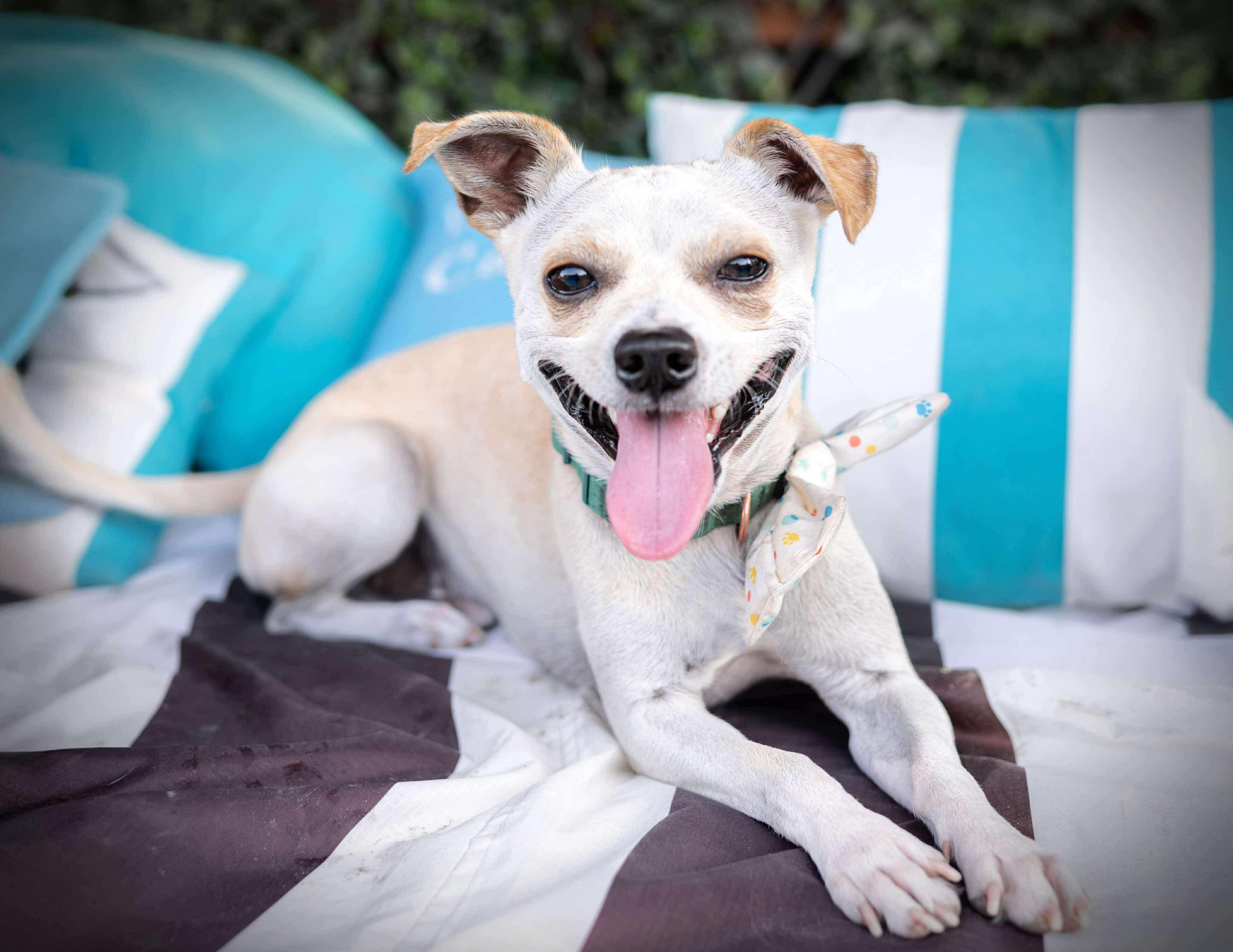 Nugget, an adoptable Chihuahua in Las Vegas, NV image 5/5