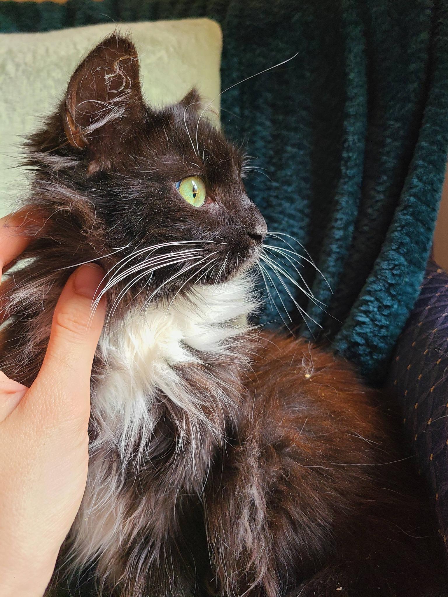 Enlarge Pearl, an adopted Domestic Long Hair in Ellijay, GA image 4/6