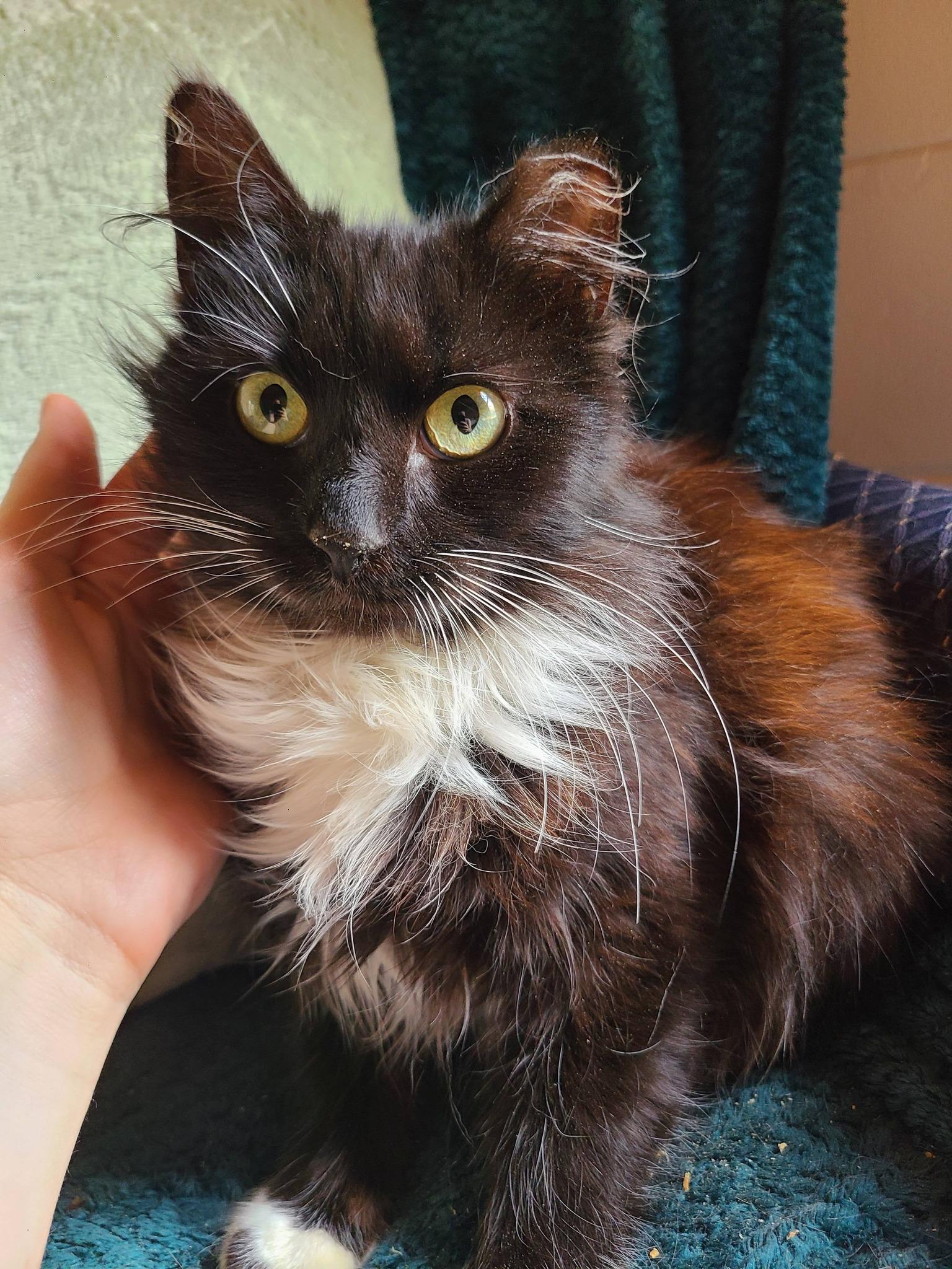 Enlarge Pearl, an adopted Domestic Long Hair in Ellijay, GA image 6/6