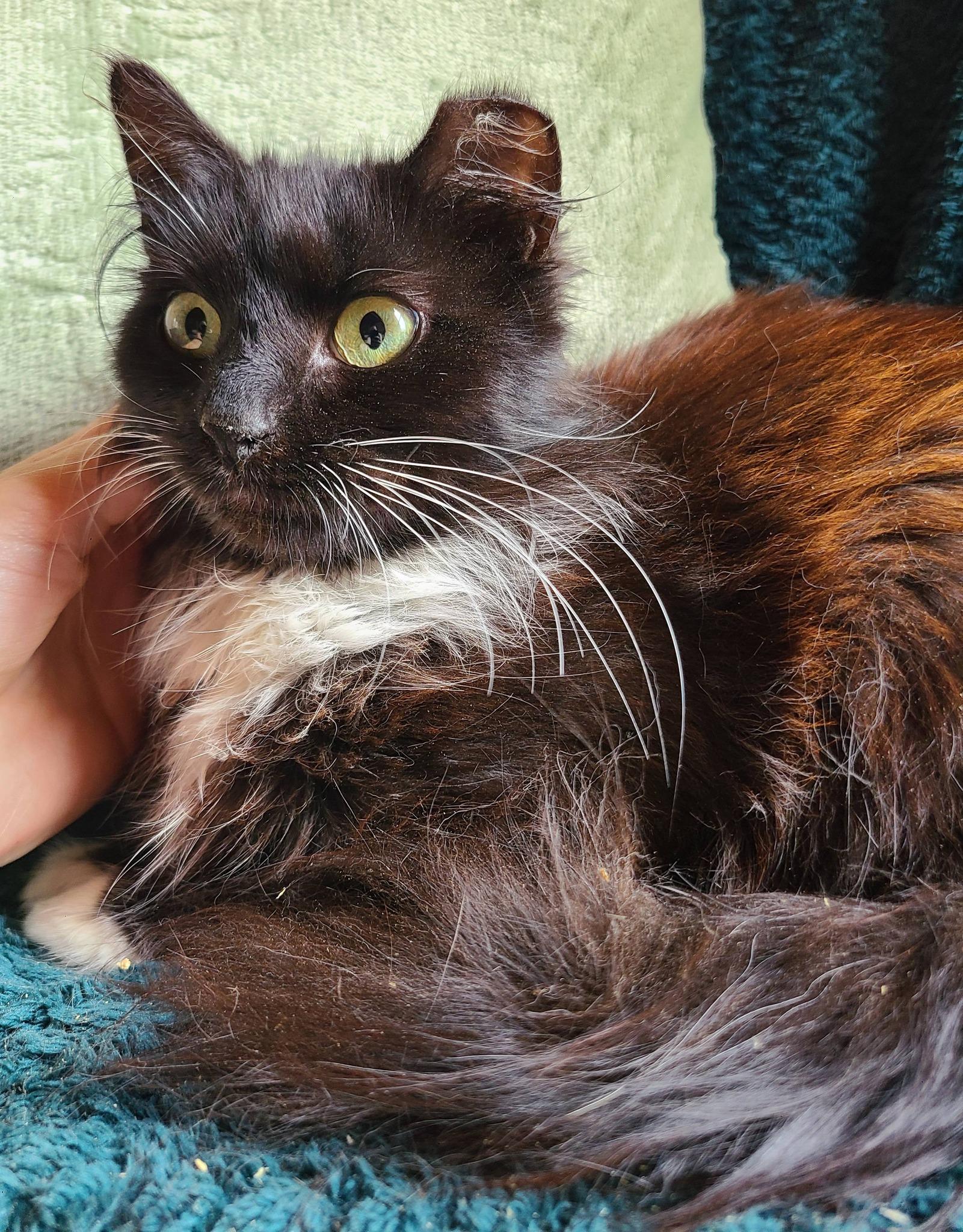 Enlarge Pearl, an adopted Domestic Long Hair in Ellijay, GA image 5/6