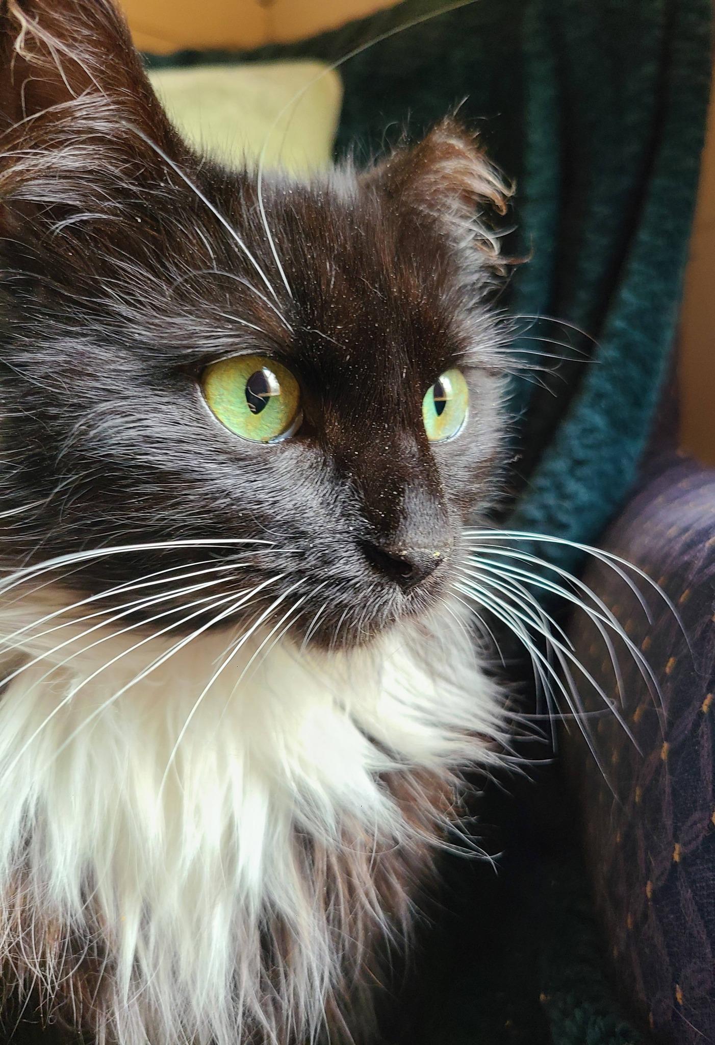 Enlarge Pearl, an adopted Domestic Long Hair in Ellijay, GA image 2/6
