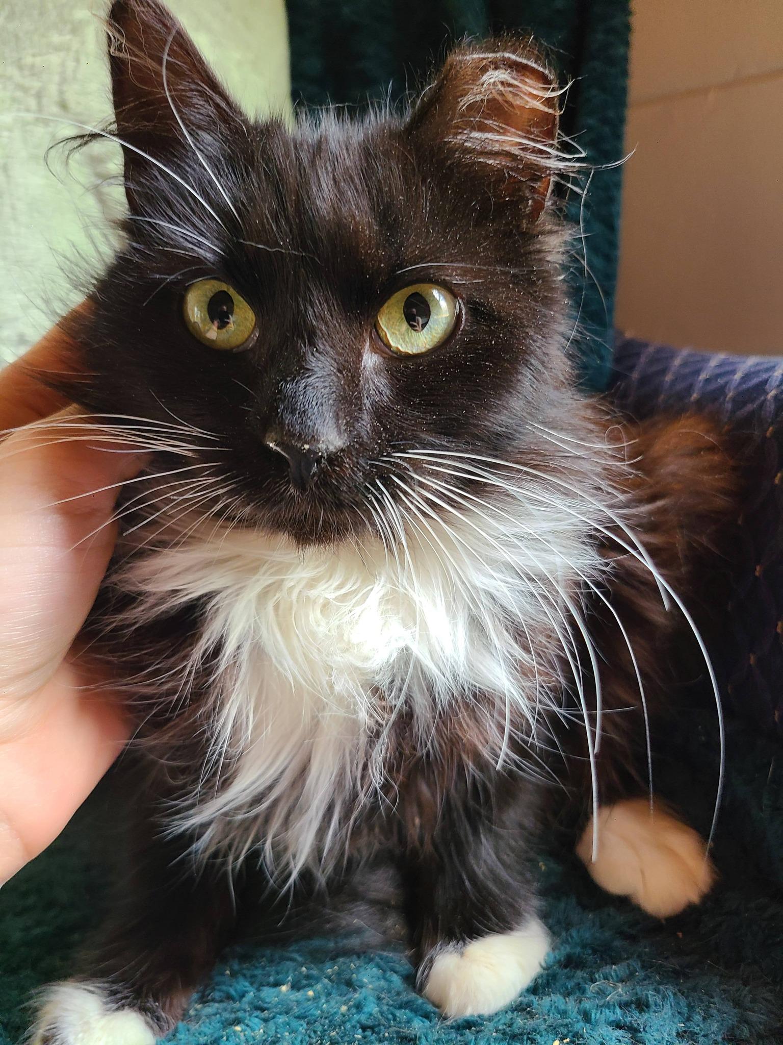 Enlarge Pearl, an adopted Domestic Long Hair in Ellijay, GA image 3/6