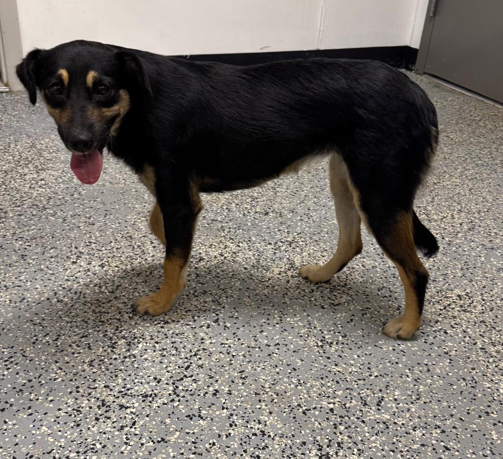 Lilly, Adoptable, Young Female Terrier & Mixed Breed.