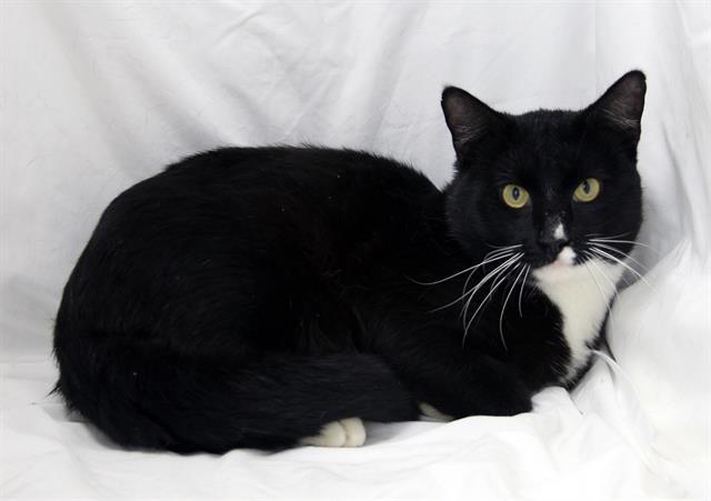 JIBLET, Adoptable, Young Male Domestic Short Hair.