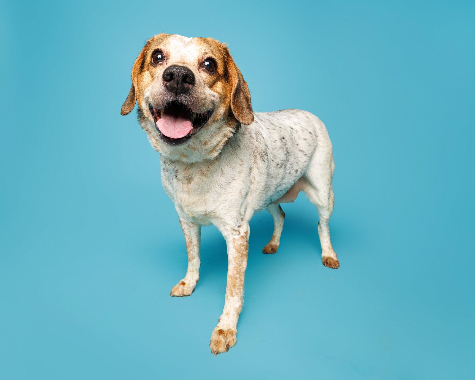 Drew, Adoptable, Senior Female Mixed Breed.