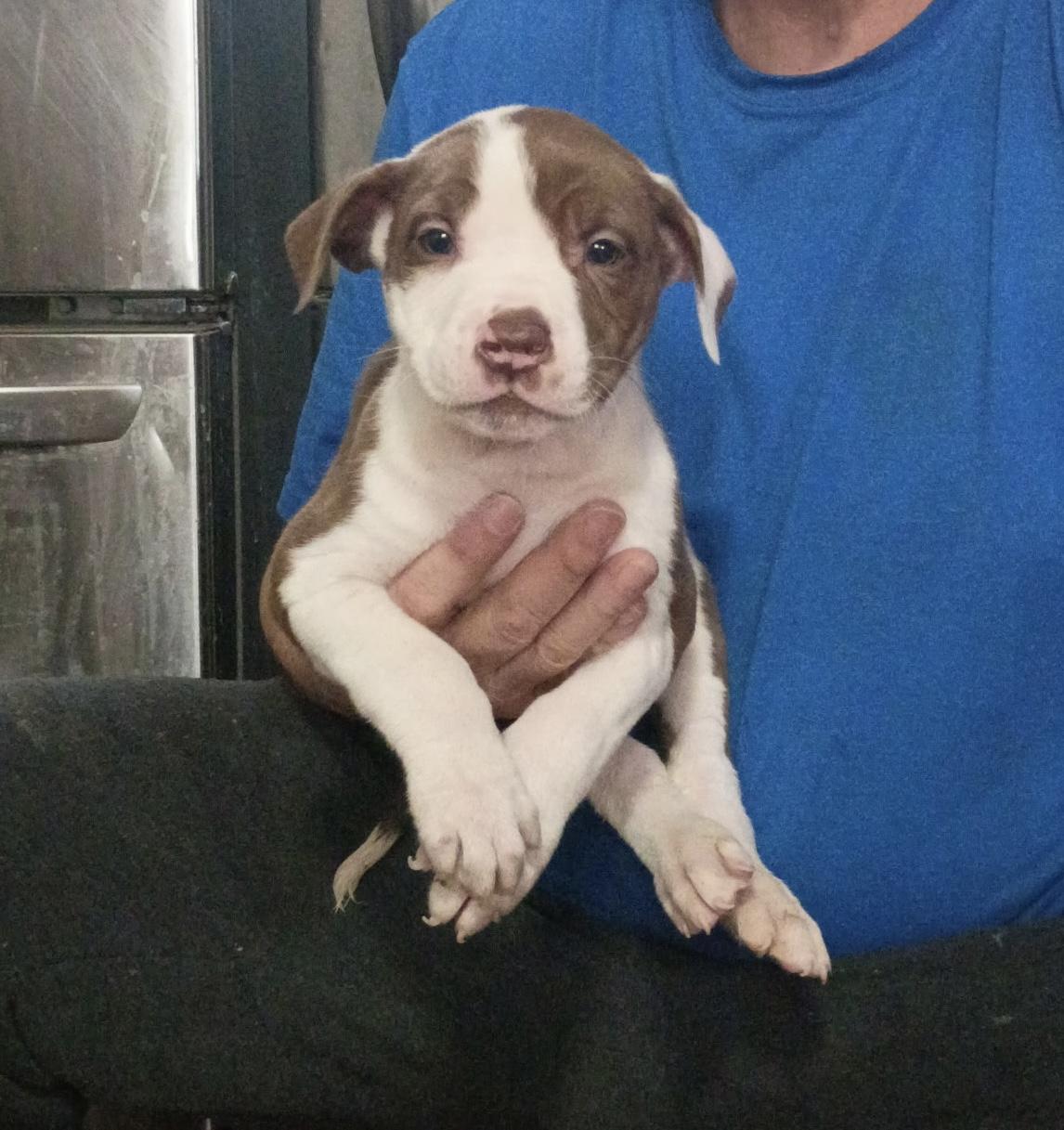 Enlarge Chip, an adopted mixed breed in White Lake, MI image 2/3