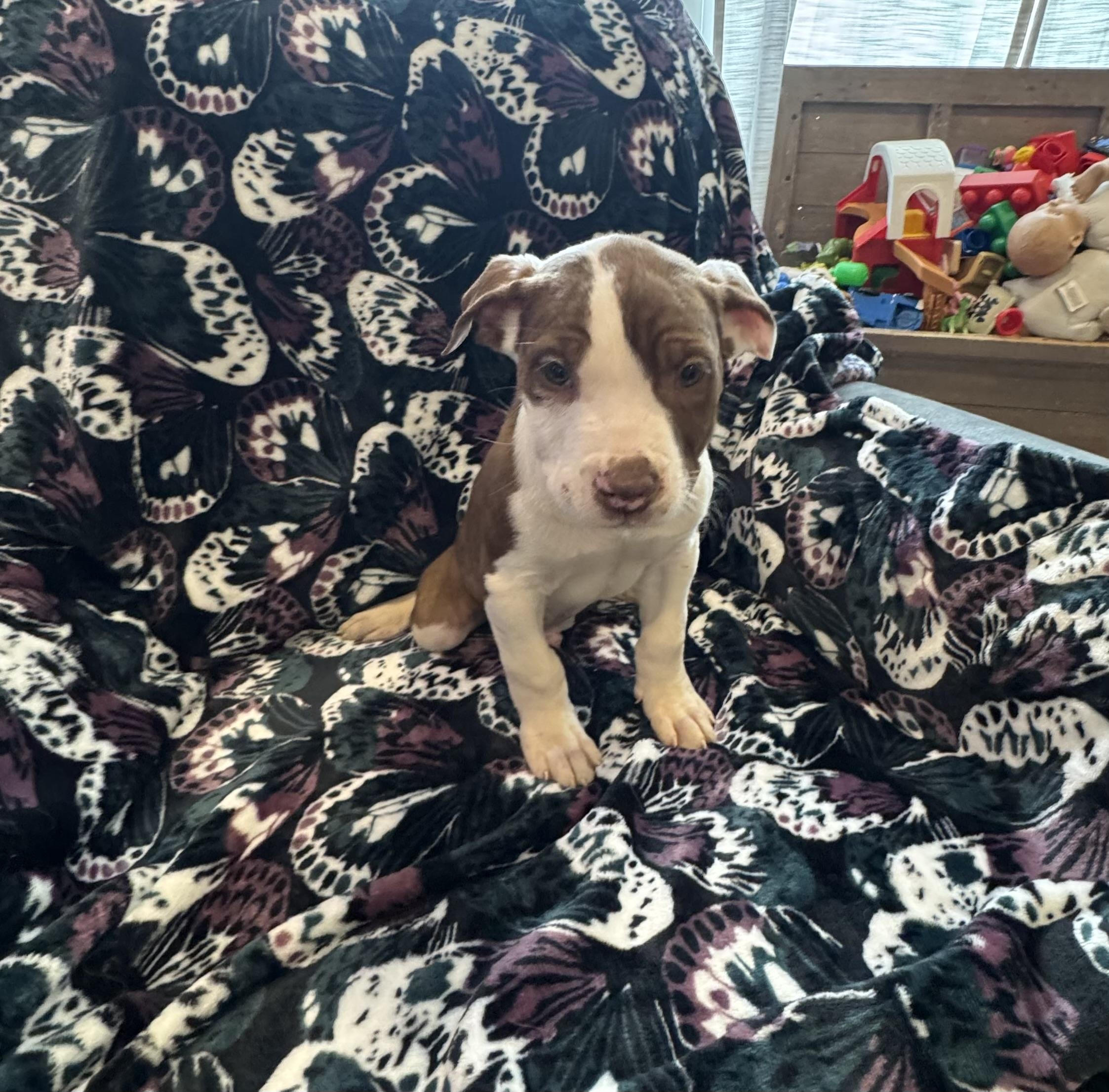 Enlarge Chip, an adopted mixed breed in White Lake, MI image 1/3