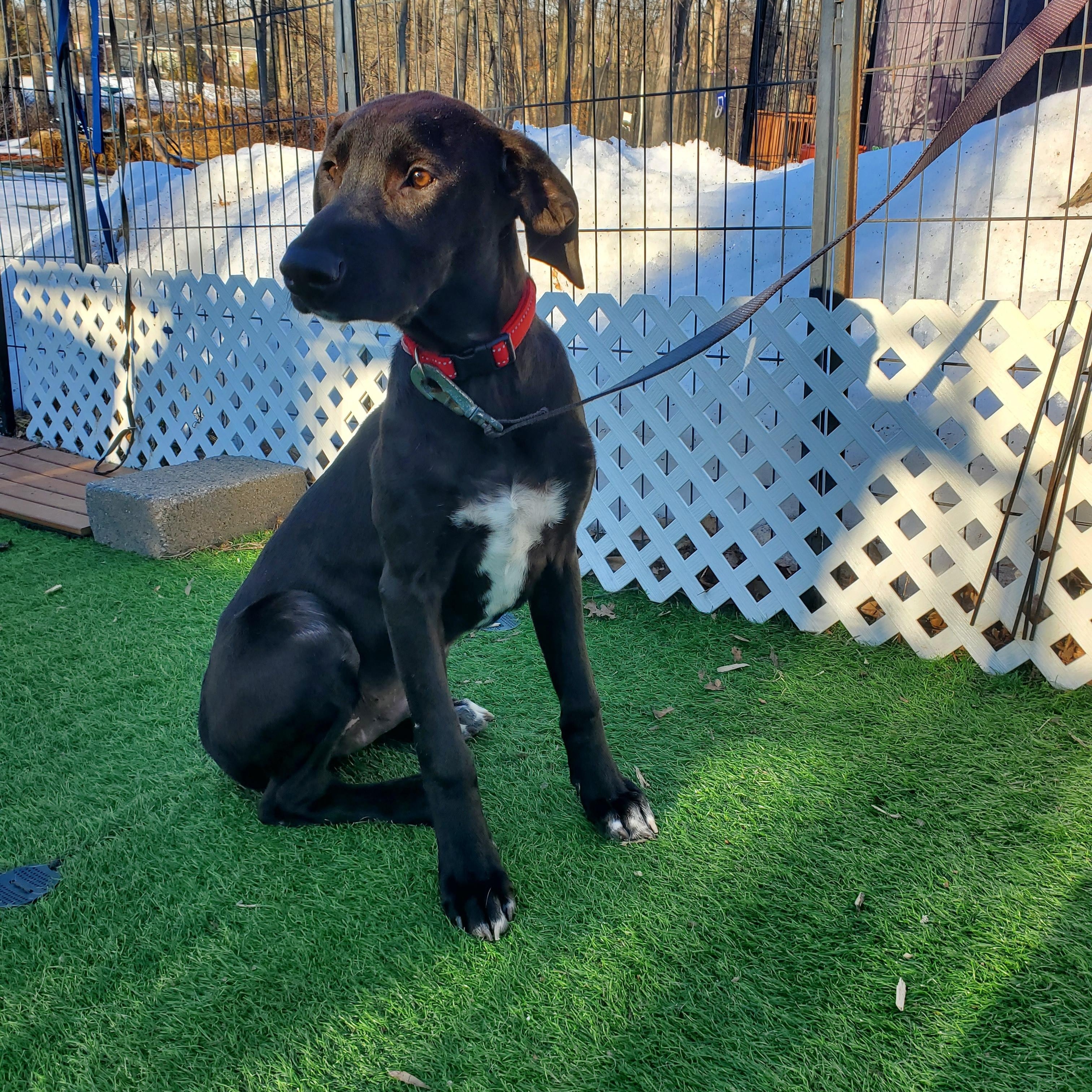 Chip, Adoptable, Puppy Male Labrador Retriever & Mixed Breed.