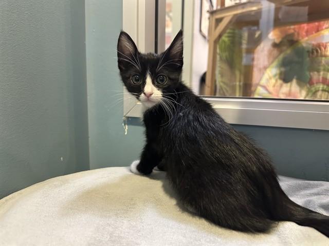 Enlarge KENDALL, a Adoptable Domestic Short Hair in Santa Clara, CA image 1/1
