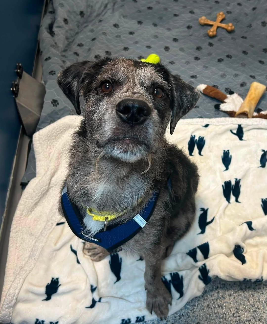 Angus, ADOPTABLE, Young Male Mixed Breed.