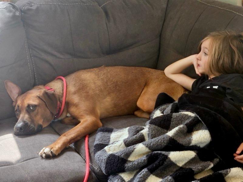 Chickie, Adoptable, Young Female Black Mouth Cur & Labrador Retriever.