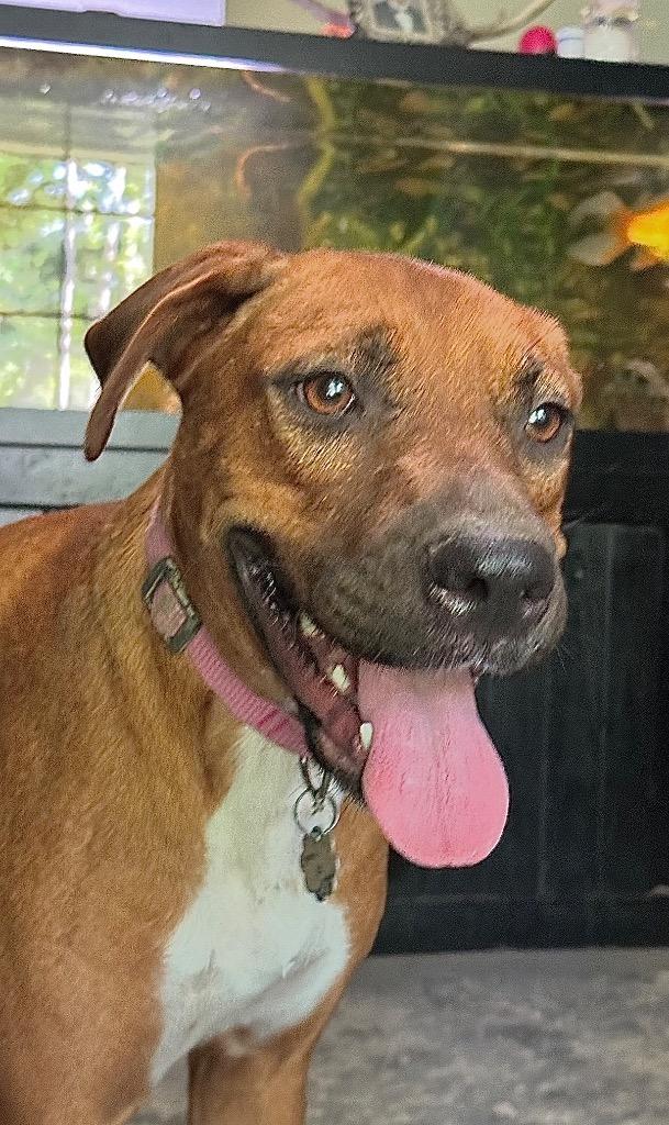 Enlarge Chickie, a Adoptable mixed breed in Princeton, MA image 2/6