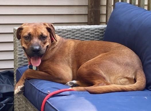 Enlarge Chickie, a Adoptable mixed breed in Princeton, MA image 3/6