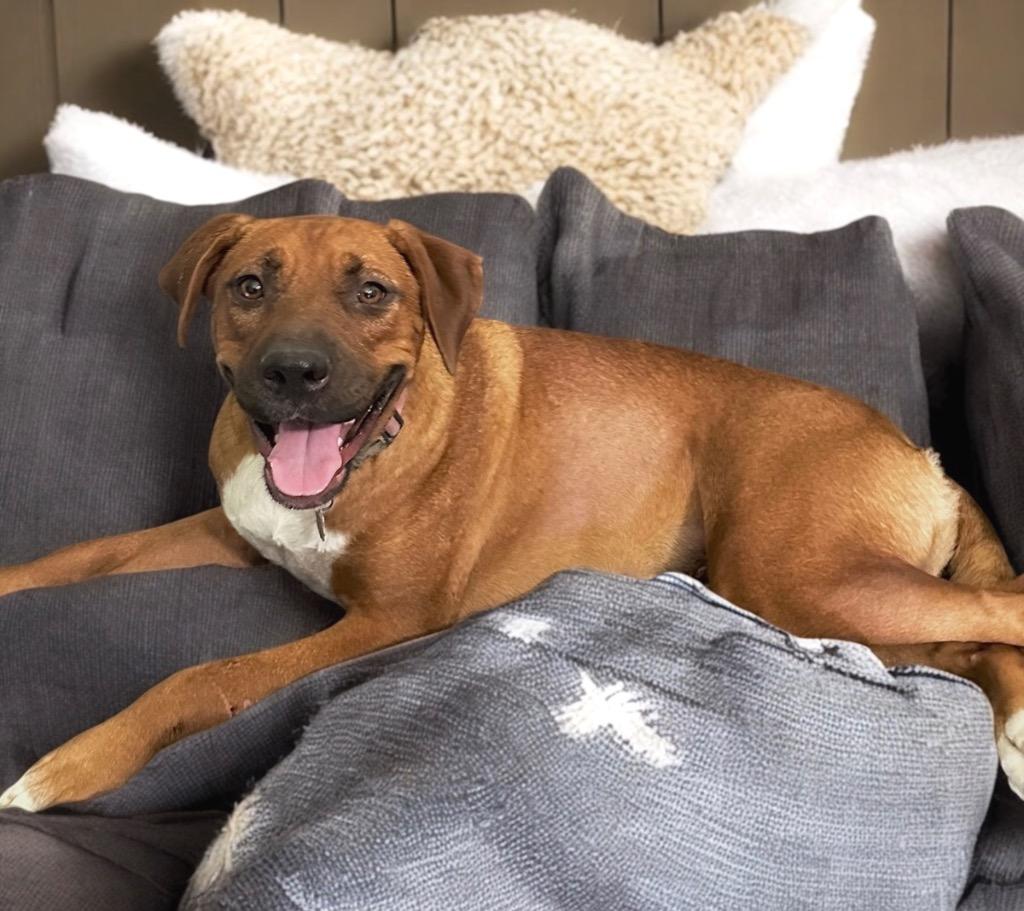 Enlarge Chickie, a Adoptable mixed breed in Princeton, MA image 4/6